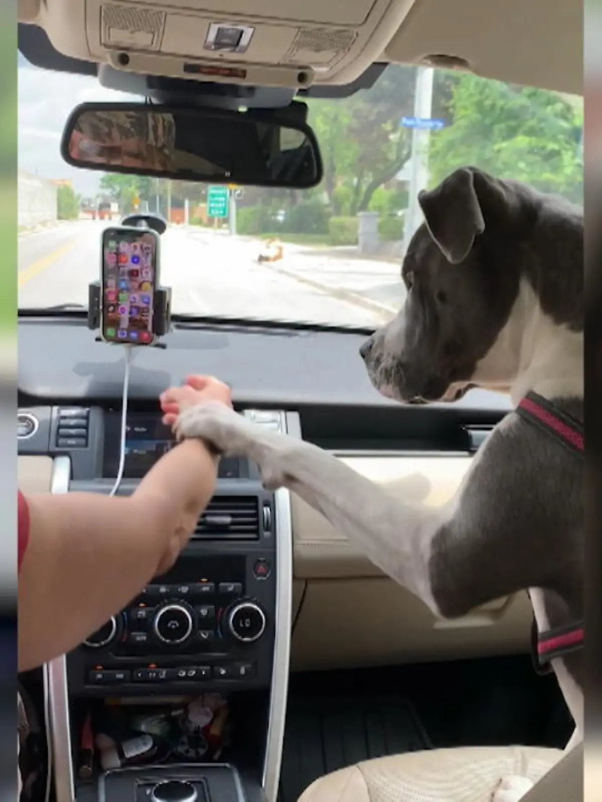 Bild zu: "Hund bringt Frauchen zur Vernunft"