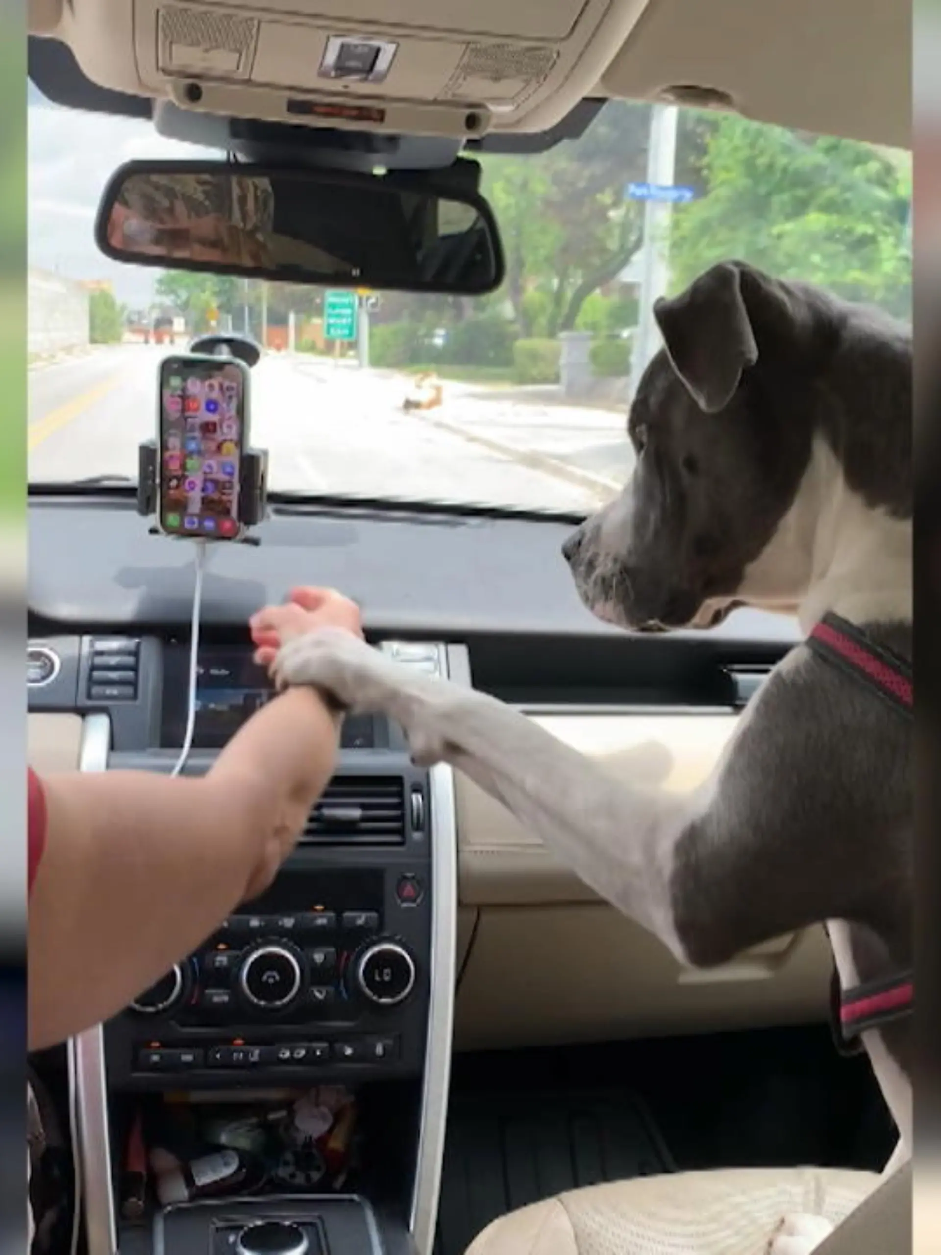Bild zu: "Hund bringt Frauchen zur Vernunft"