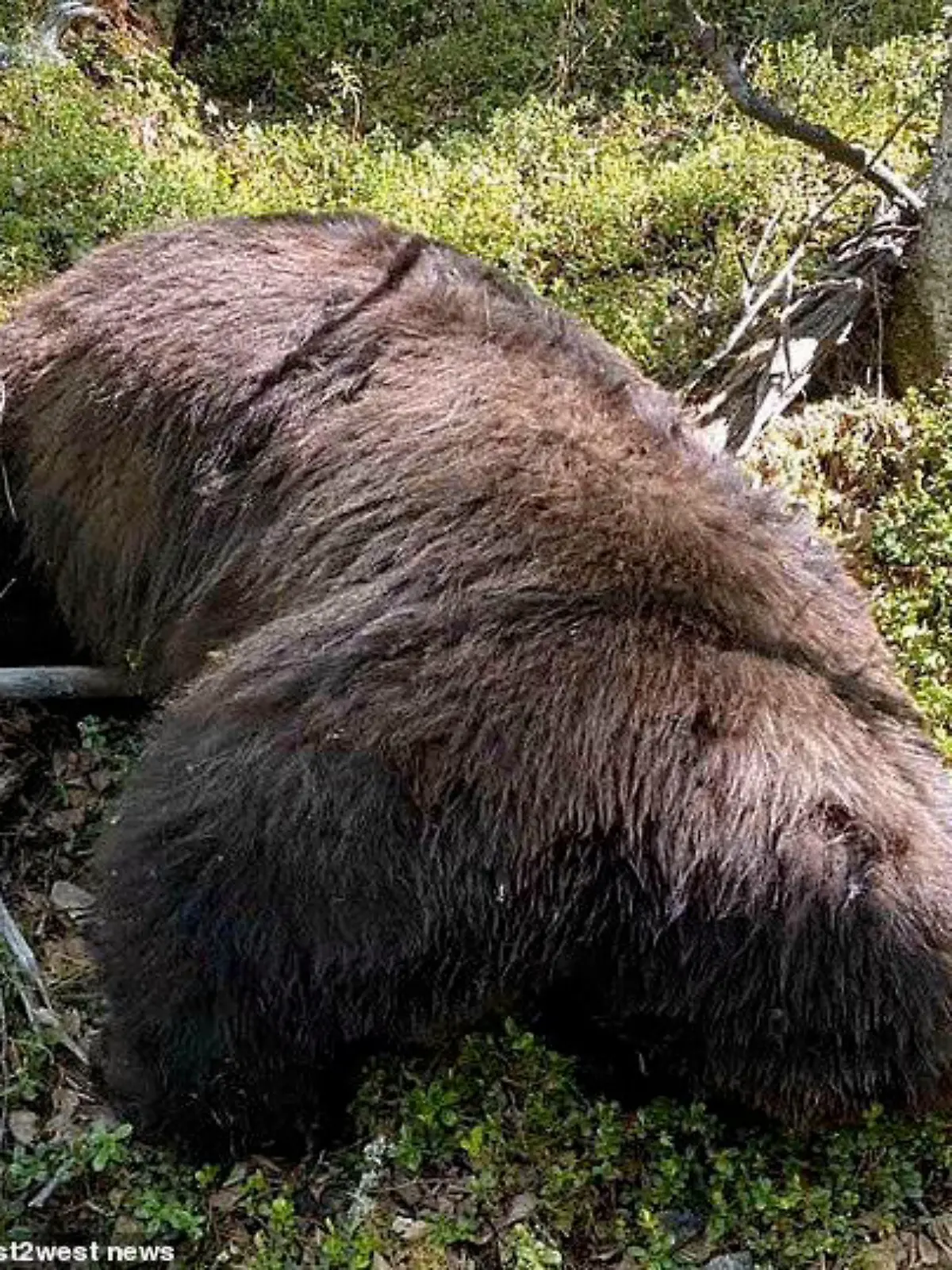 Der tote Bär lag nur wenige Meter von dem toten Jäger entfernt.