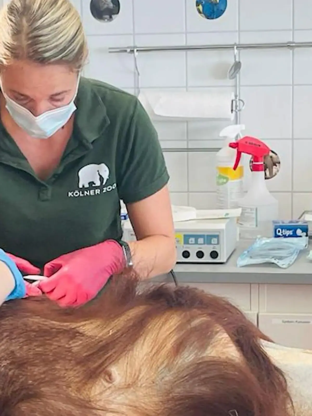 Diese Affen-Geschichte ist etwas Besonderes, denn eine Orang-Utan-Damen wird von einer Frauenärztin behandelt und nicht von einer Tierärztin.