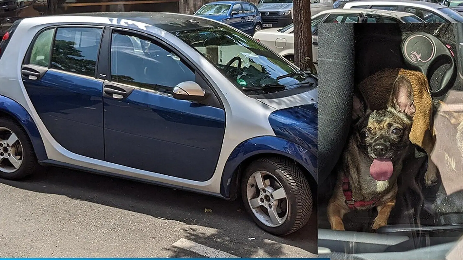 Polizei Mittelfranken befreit zwei Hunde aus einem Hitze-Auto.