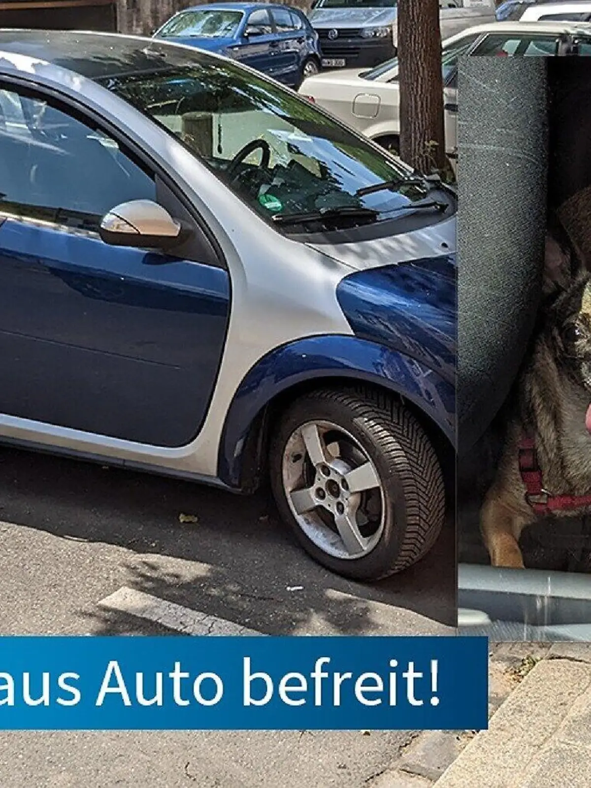 Polizei Mittelfranken befreit zwei Hunde aus einem Hitze-Auto.