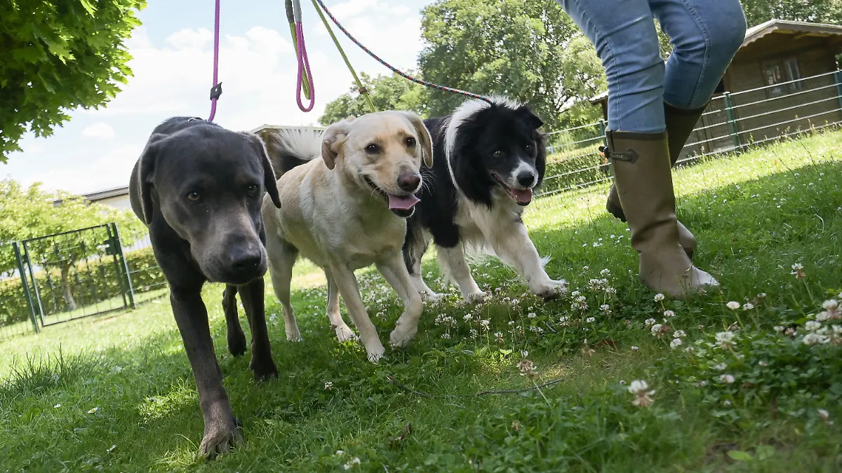 10.06.2022, Hessne, Schlüchtern: Eine Mitarbeiterin des Hundelandhotels Schlüchtern geht mit Hunden spazieren. (zu dpa "Zuhause auf Zeit: Viele Tierpensionen zur Urlaubszeit ausgebucht") Foto: Sebastian Gollnow/dpa +++ dpa-Bildfunk +++