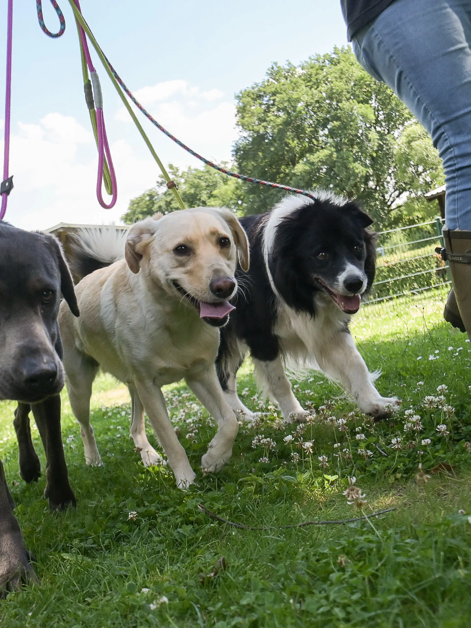 10.06.2022, Hessne, Schlüchtern: Eine Mitarbeiterin des Hundelandhotels Schlüchtern geht mit Hunden spazieren. (zu dpa "Zuhause auf Zeit: Viele Tierpensionen zur Urlaubszeit ausgebucht") Foto: Sebastian Gollnow/dpa +++ dpa-Bildfunk +++