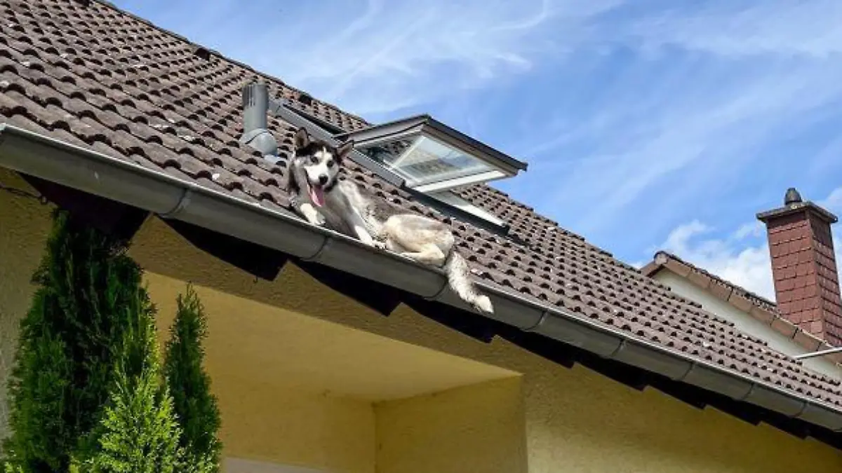 Husky auf einem Dach