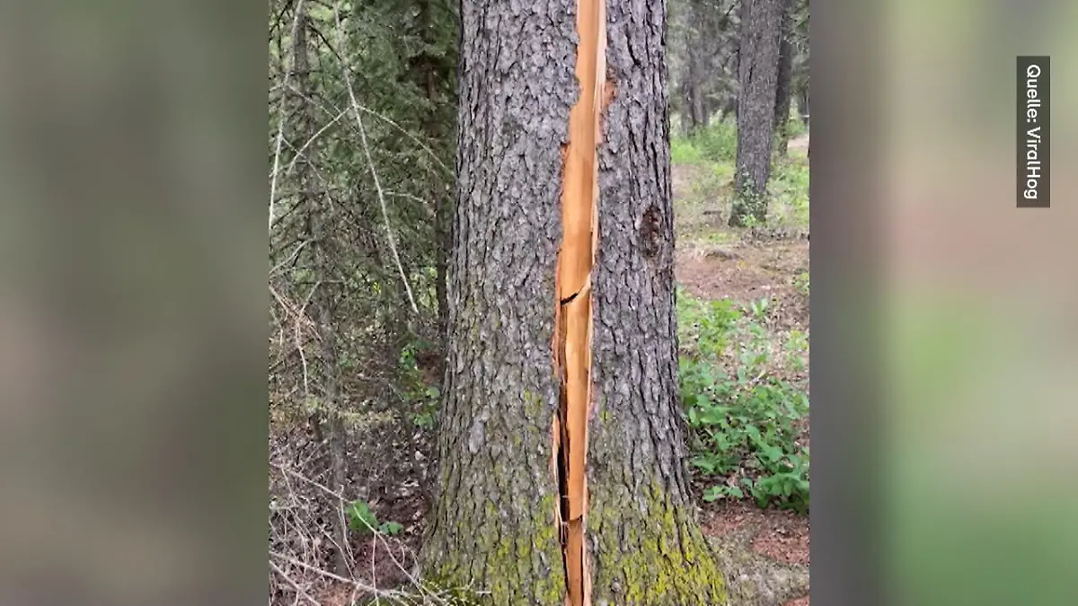Optische Täuschung: Atmet dieser Baum etwa? Fotosynthese geht doch anders, oder?