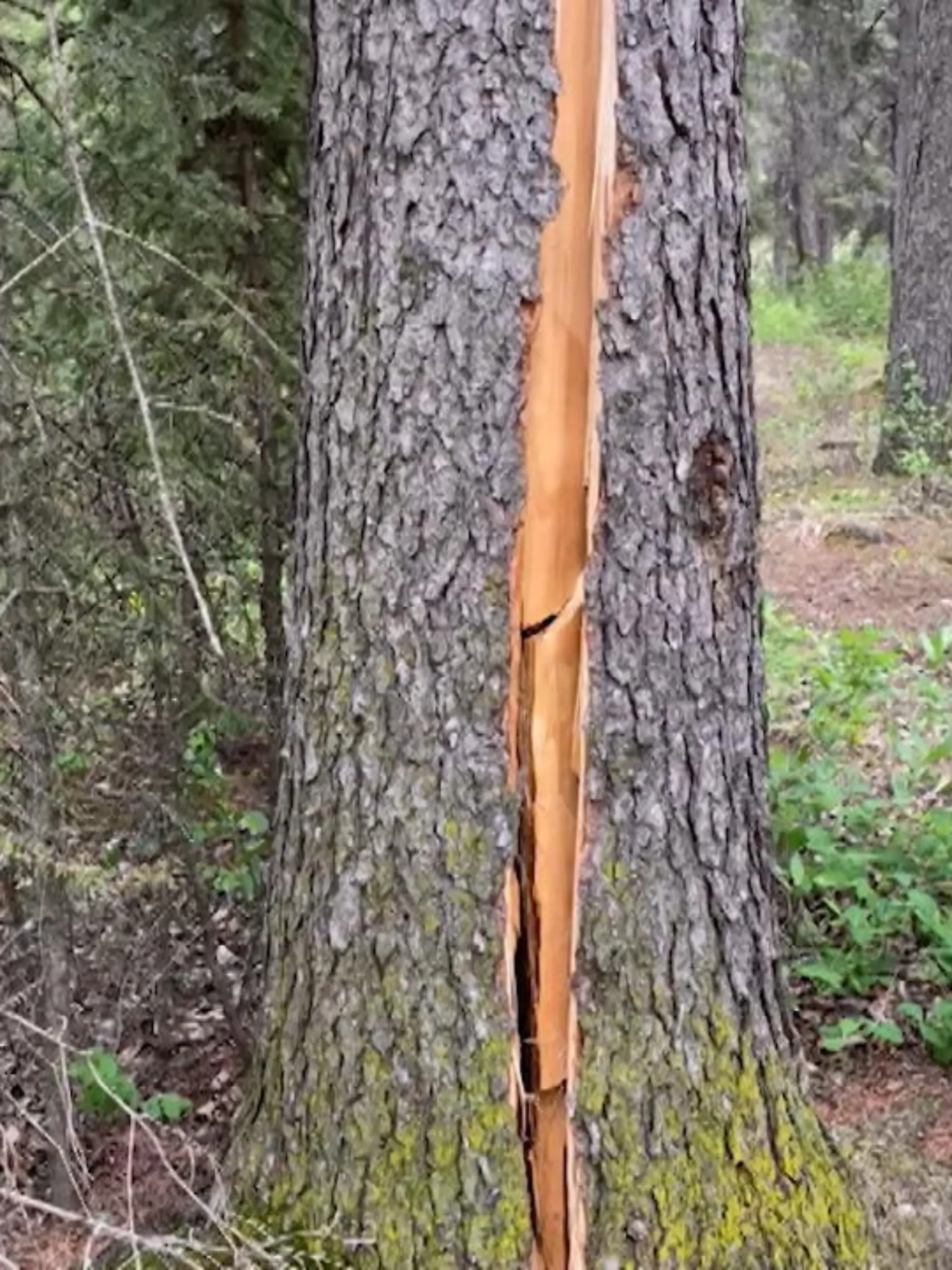 Optische Täuschung. Dieser Baum sieht aus, als würde er atmen.