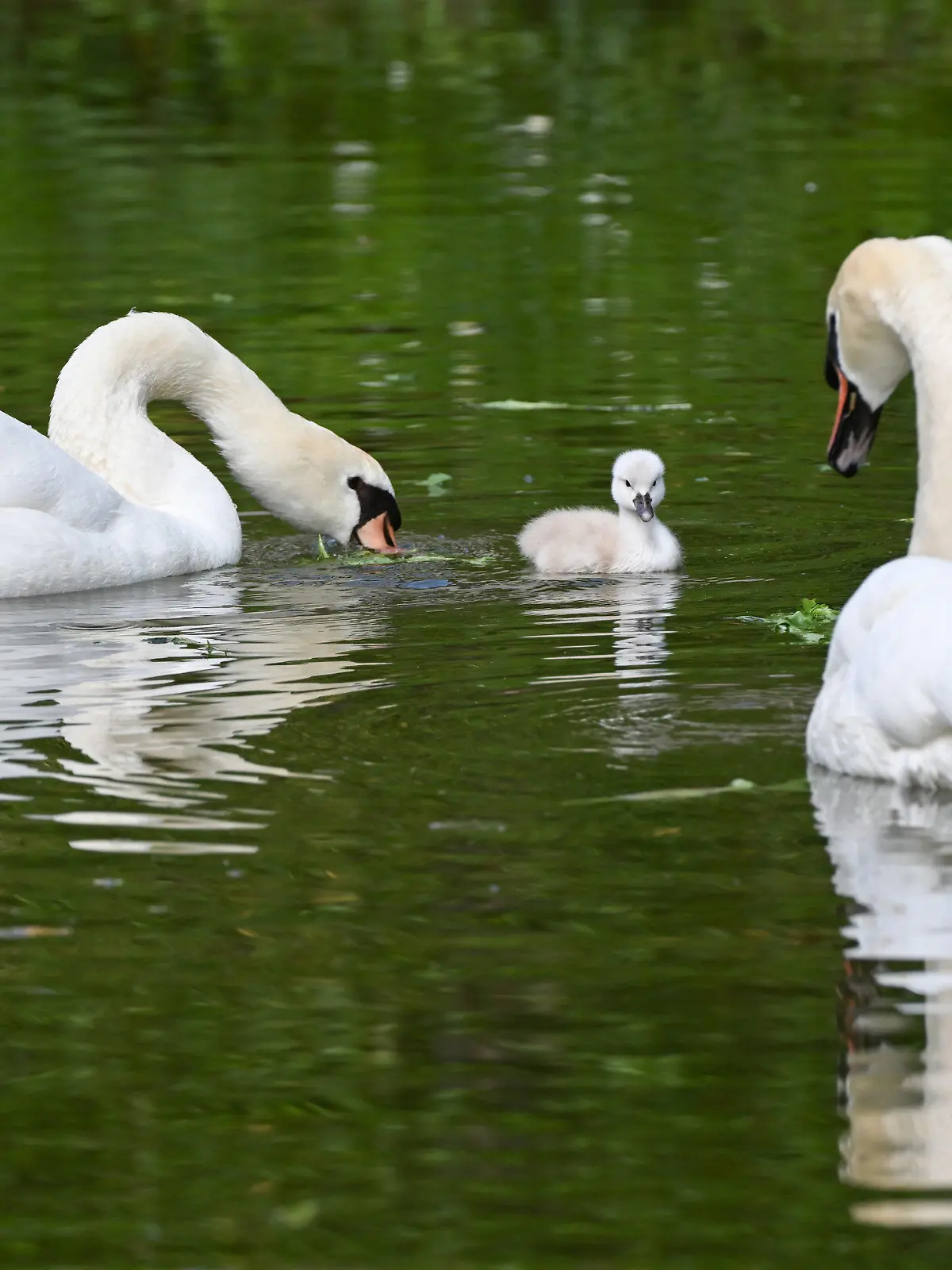25.05.2022, Baden-Württemberg, Holzgerlingen: Verkuppelte Schwäne in Holzgerlingen haben Nachwuchs bekommen. Das Paar schwimmt im Burggraben begleitet von einem kleinen noch namenlosen Küken. Foto: Bernd Weißbrod/dpa +++ dpa-Bildfunk +++