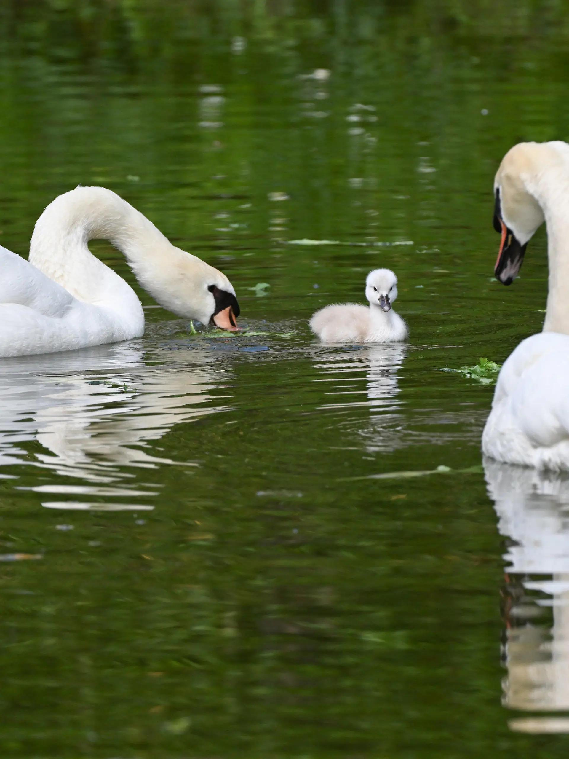 25.05.2022, Baden-Württemberg, Holzgerlingen: Verkuppelte Schwäne in Holzgerlingen haben Nachwuchs bekommen. Das Paar schwimmt im Burggraben begleitet von einem kleinen noch namenlosen Küken. Foto: Bernd Weißbrod/dpa +++ dpa-Bildfunk +++