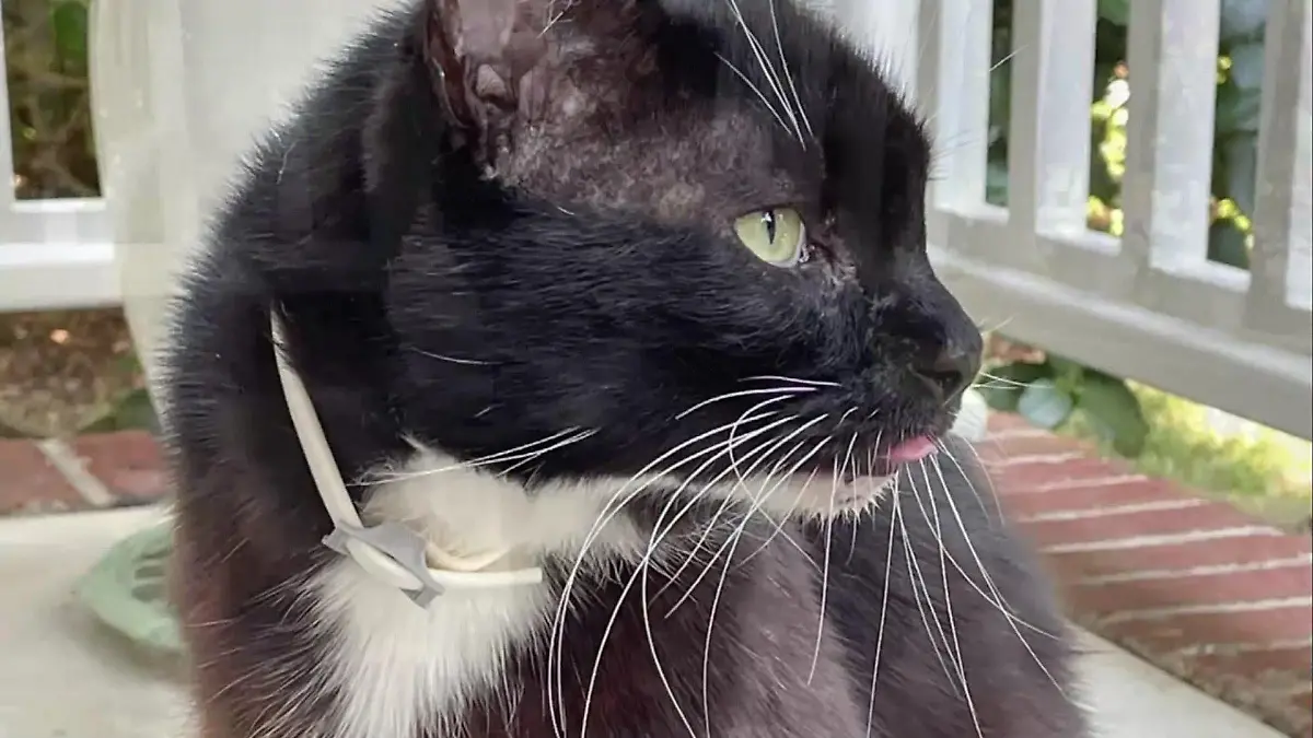 Kater Bob