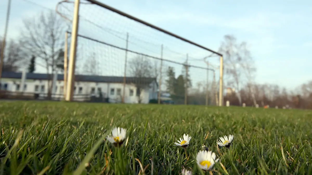  16.03.2020 - Sportstätte in Zeiten des Coronavirus Corona-Virus Corona Virus - / DaMa - Symbolbild Symbolfoto Feature Impression - Amateure Amateurfußball - Fußballplatz - hochgeklapptes Fußballtor Tor - in Zeiten des Corona Virus Coronavirus - Blümnchen auf Fußballplatz *** 16 03 2020 sports facility in times of corona virus corona virus corona virus DaMa symbol image symbol photo feature impression amateurs amateur soccer soccer field folded up soccer goal goal in times of corona virus coronavirus flower on soccer field
