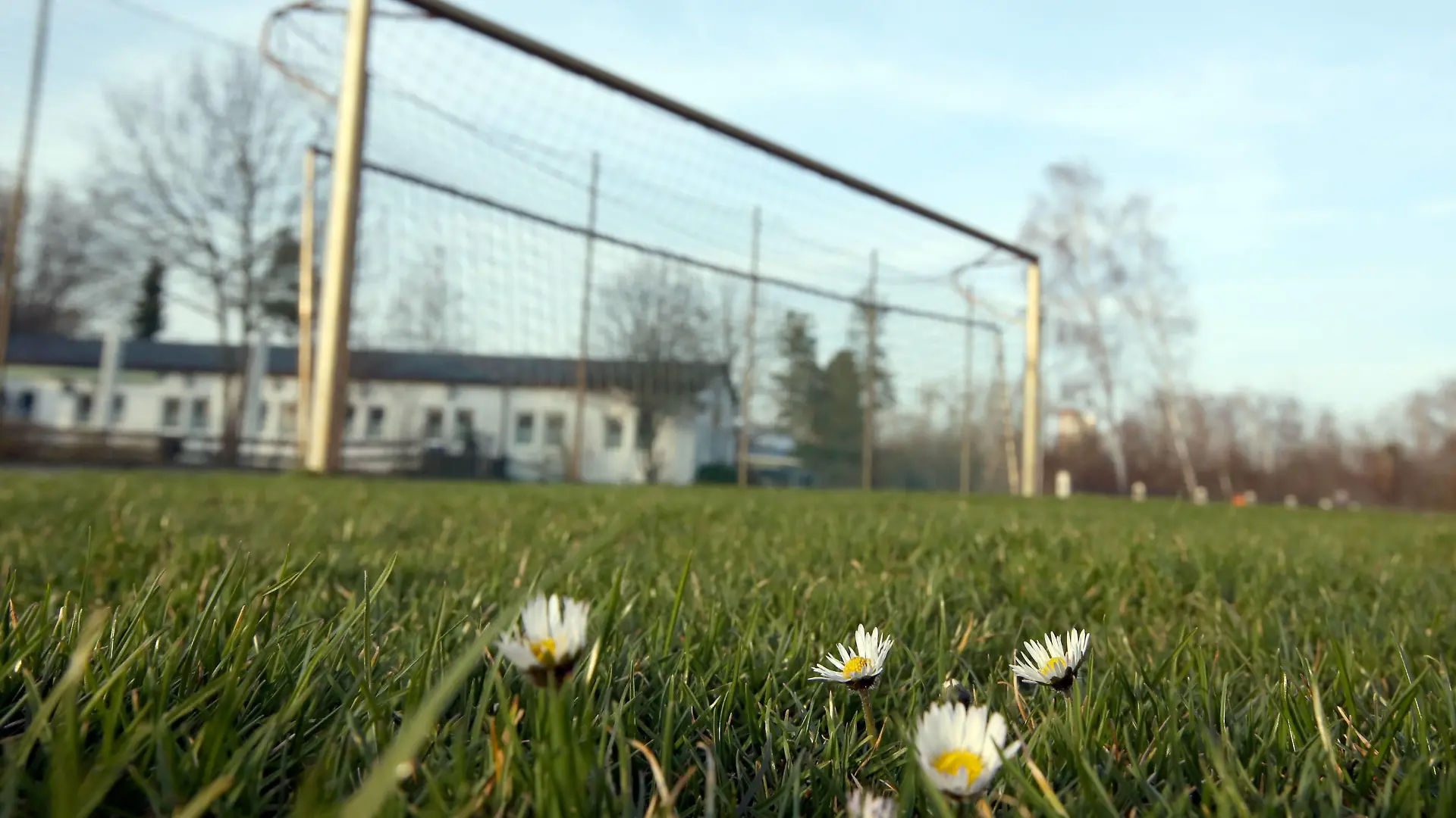 16.03.2020 - Sportstätte in Zeiten des Coronavirus Corona-Virus Corona Virus - / DaMa - Symbolbild Symbolfoto Feature Impression - Amateure Amateurfußball - Fußballplatz - hochgeklapptes Fußballtor Tor - in Zeiten des Corona Virus Coronavirus - Blümnchen auf Fußballplatz *** 16 03 2020 sports facility in times of corona virus corona virus corona virus DaMa symbol image symbol photo feature impression amateurs amateur soccer soccer field folded up soccer goal goal in times of corona virus coronavirus flower on soccer field