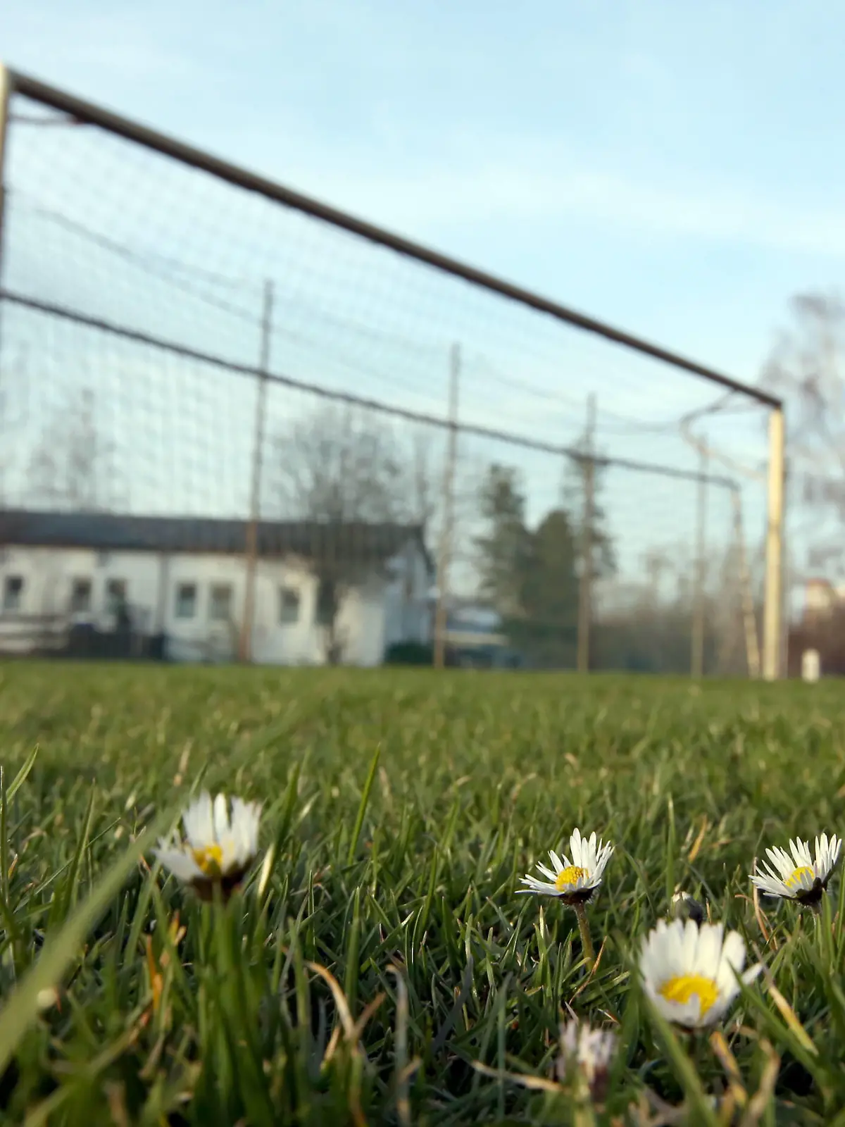  16.03.2020 - Sportstätte in Zeiten des Coronavirus Corona-Virus Corona Virus - / DaMa - Symbolbild Symbolfoto Feature Impression - Amateure Amateurfußball - Fußballplatz - hochgeklapptes Fußballtor Tor - in Zeiten des Corona Virus Coronavirus - Blümnchen auf Fußballplatz *** 16 03 2020 sports facility in times of corona virus corona virus corona virus DaMa symbol image symbol photo feature impression amateurs amateur soccer soccer field folded up soccer goal goal in times of corona virus coronavirus flower on soccer field