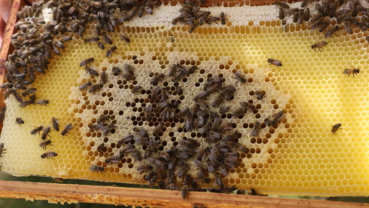 10.06.2022, Thüringen, Jena: Bienen sitzen auf einer Honigwabe an einem Bienenstock beim Thüringenweiten "Langer Tag der Natur". Mit 90 Veranstaltungen, beteiligt sind Naturschutzgruppen und viele weitere Akteure aus ganz Thüringen. Foto: Bodo Schackow/dpa +++ dpa-Bildfunk +++