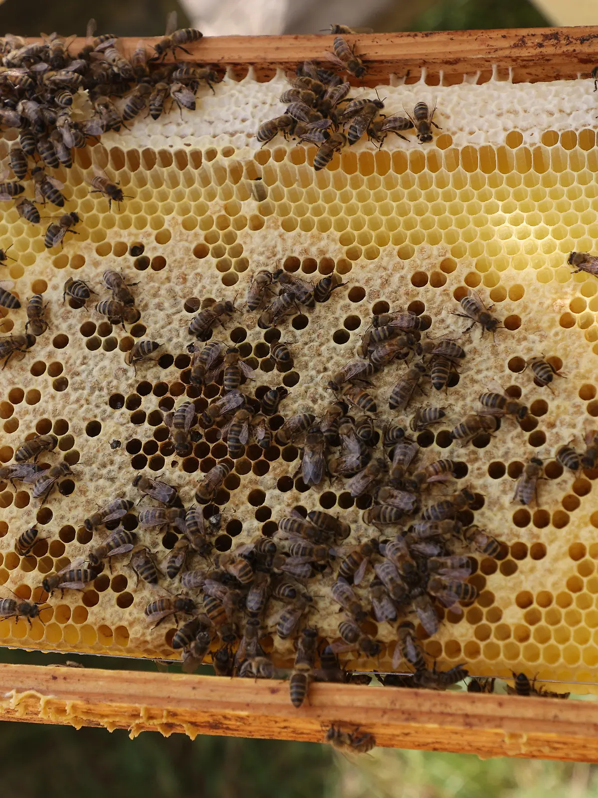 10.06.2022, Thüringen, Jena: Bienen sitzen auf einer Honigwabe an einem Bienenstock beim Thüringenweiten "Langer Tag der Natur". Mit 90 Veranstaltungen, beteiligt sind Naturschutzgruppen und viele weitere Akteure aus ganz Thüringen. Foto: Bodo Schackow/dpa +++ dpa-Bildfunk +++