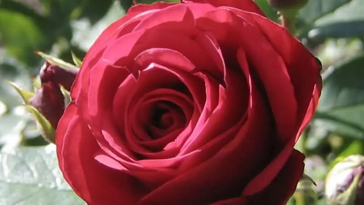 Suchbild Delfin in Rose