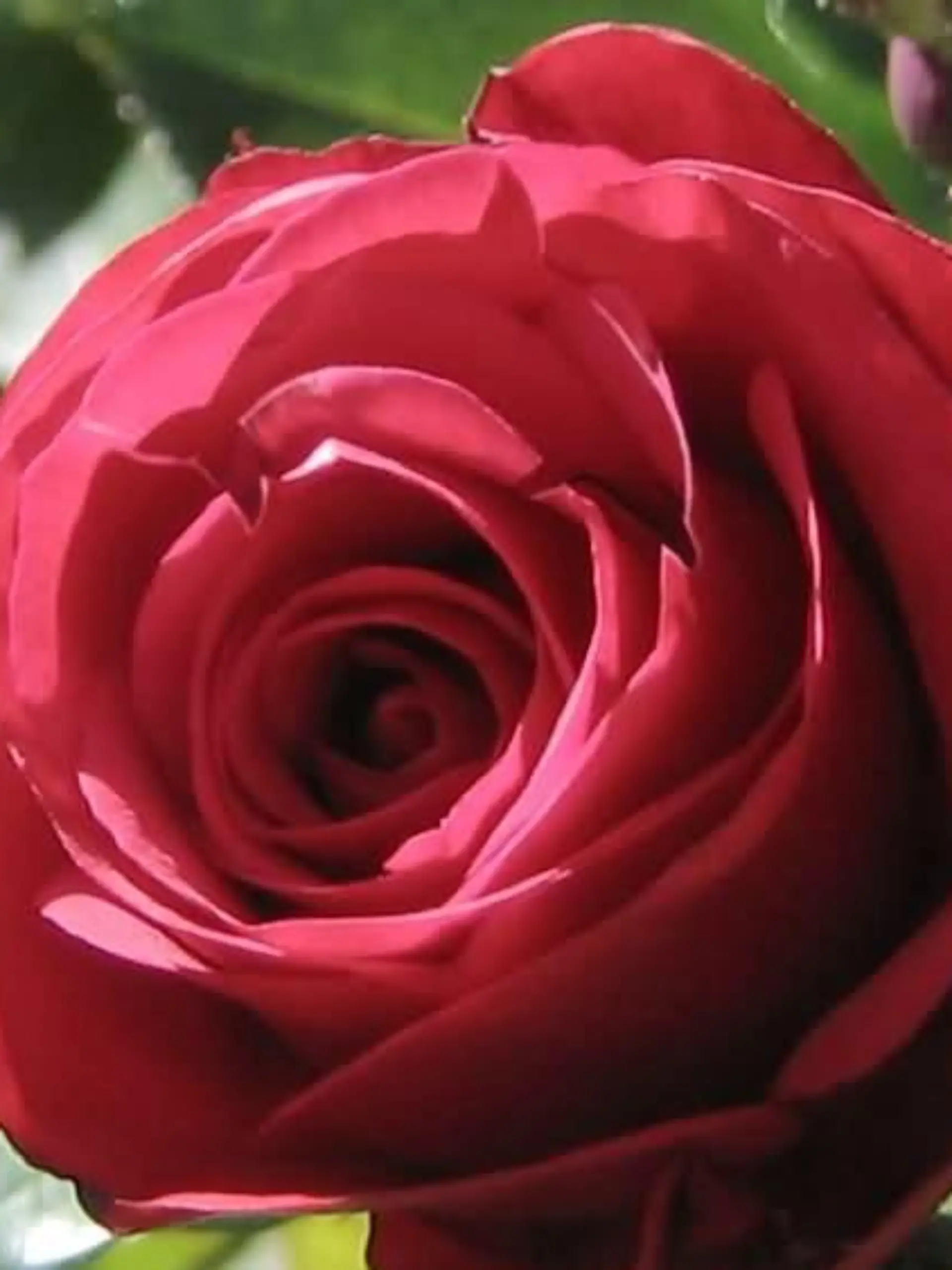 Suchbild Delfin in Rose