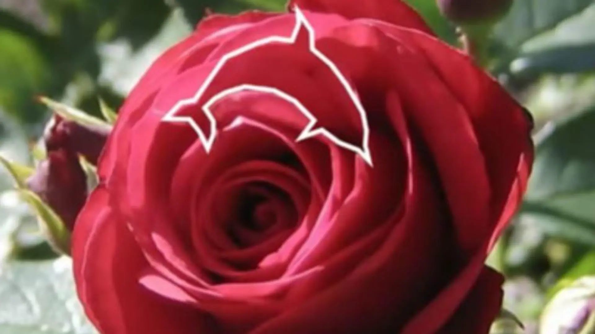 Auflösung Suchbild Rose
