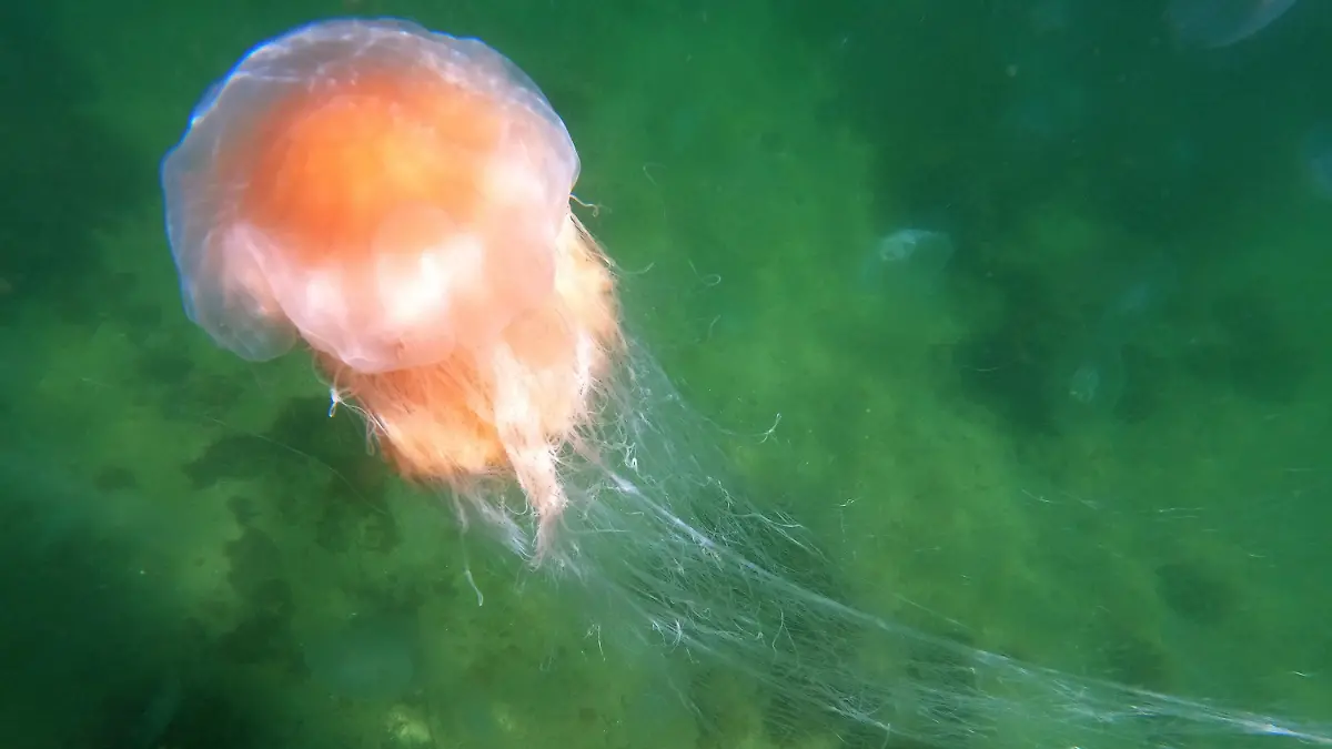 15.07.2023, Schleswig-Holstein, Timmendorfer Strand: Eine Feuerqualle schwimmt in der Ostsee. Zahlreiche harmlose Quallen und mehrere Feuerquallen in der Lübecker Bucht haben die Freude an der Erfrischung im kühlen Wasser etwas getrübt. Foto: Thomas Müller/dpa +++ dpa-Bildfunk +++