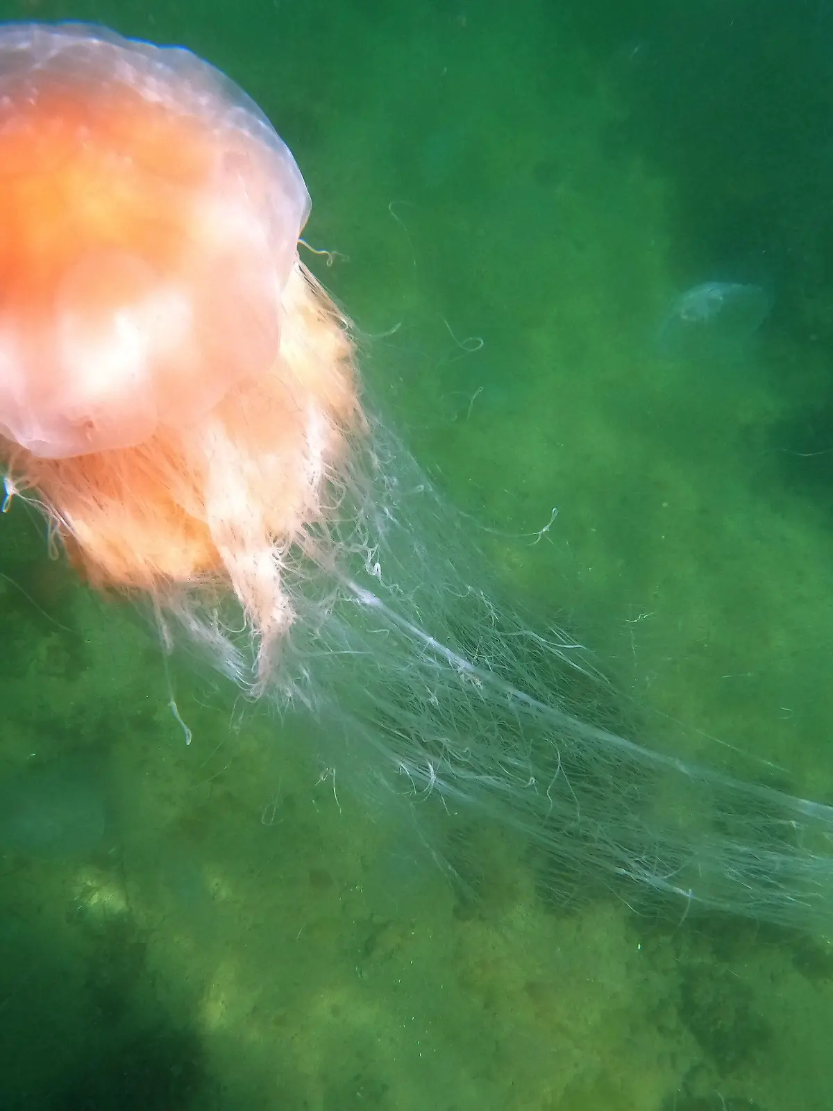 15.07.2023, Schleswig-Holstein, Timmendorfer Strand: Eine Feuerqualle schwimmt in der Ostsee. Zahlreiche harmlose Quallen und mehrere Feuerquallen in der Lübecker Bucht haben die Freude an der Erfrischung im kühlen Wasser etwas getrübt. Foto: Thomas Müller/dpa +++ dpa-Bildfunk +++