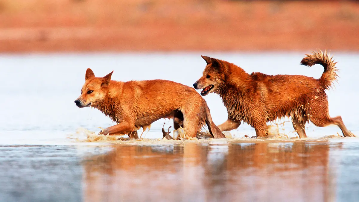 Dingo males, Northern Territory, Australia / (Canis lupus dingo, Canis familiaris dingo) / Dingo-Rueden, Northern Territory, Australien / Sozialverhalten, social behaviour, Dominanzverhalten, dominance display