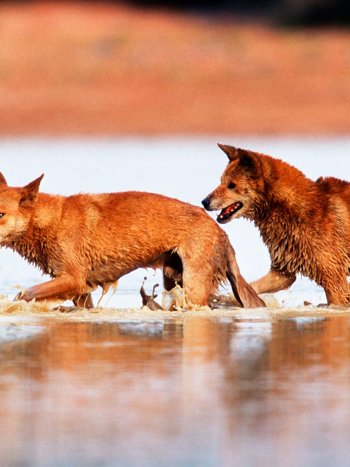 Dingo males, Northern Territory, Australia / (Canis lupus dingo, Canis familiaris dingo) / Dingo-Rueden, Northern Territory, Australien / Sozialverhalten, social behaviour, Dominanzverhalten, dominance display