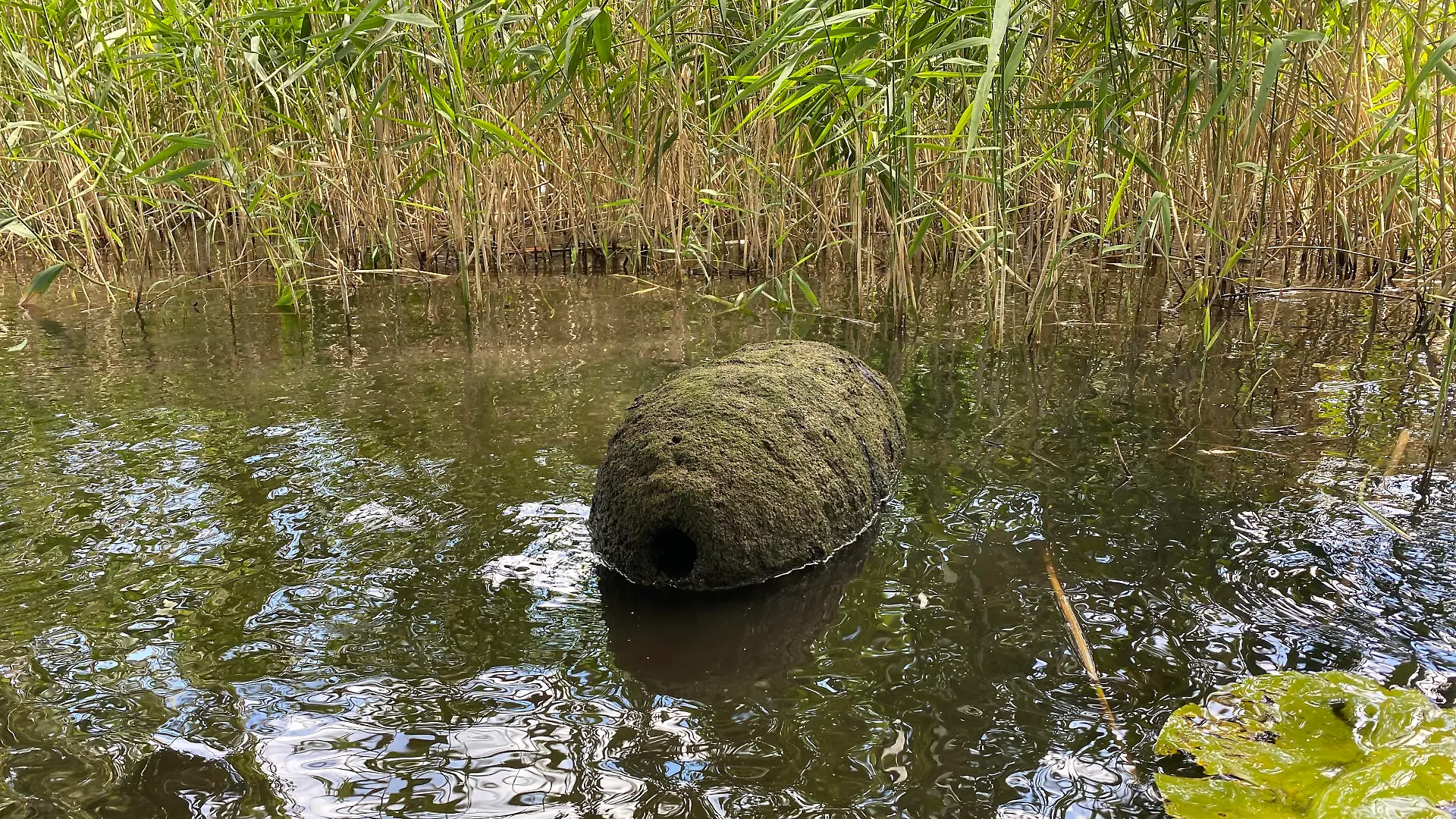 Diesen mysteriösen Gegenstand fanden die Schwimmer am Sonntag am Ruppiner See.