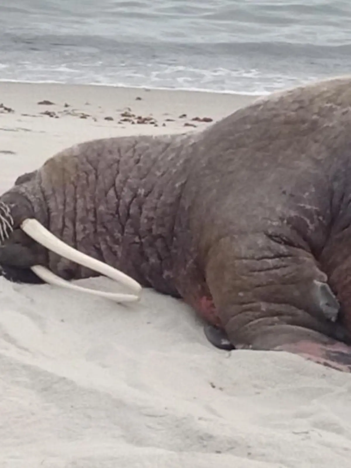 Ein Walross auf Rügen! Das ist ein ungewöhnlicher Gast. Zum ersten Mal überhaupt ist an der Küste Vorpommerns ein Walross gesichtet worden. Spaziergänger entdeckten das über zwei Meter lange Weibchen, das sich am Strand ausruhte. Walrosse sind eigentlich meist in polaren Gebieten unterwegs.