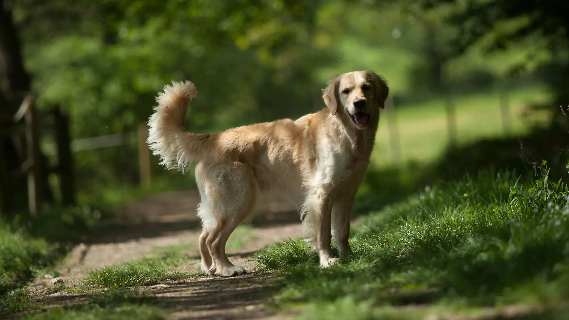 Therapiehund Quendo ist verschwunden