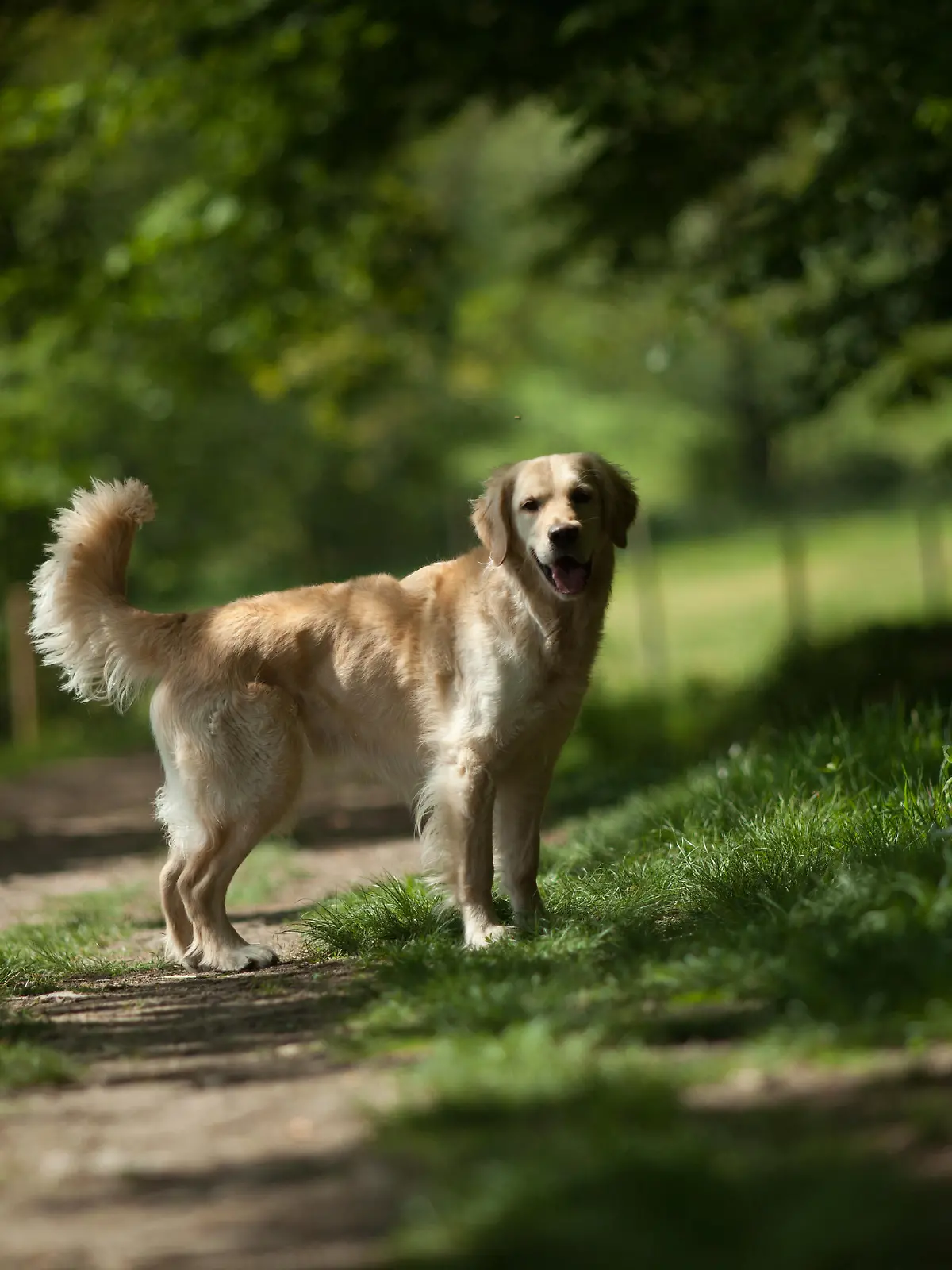 Therapiehund Quendo ist verschwunden