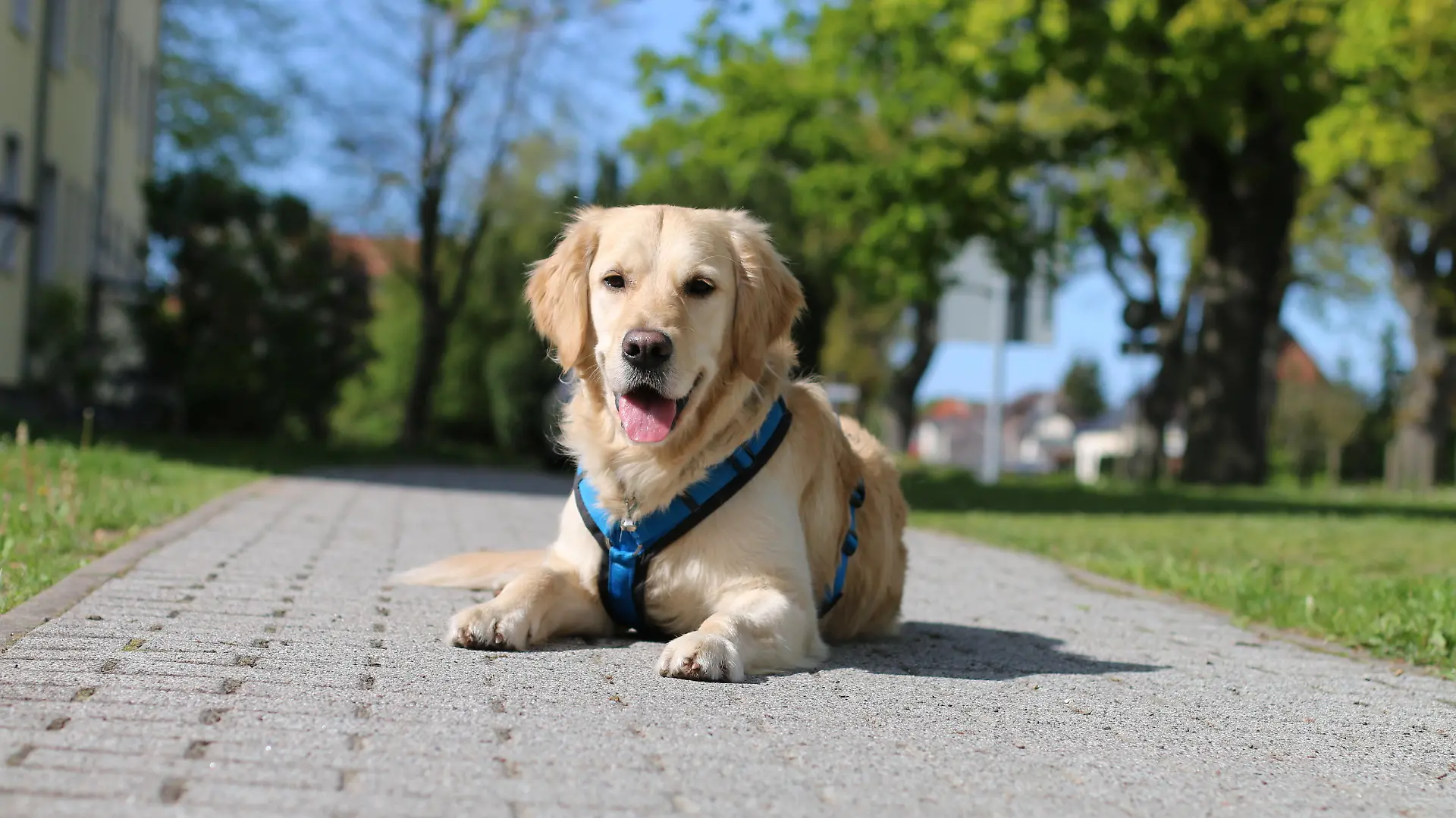 Therapiehund Quendo ist verschwunden