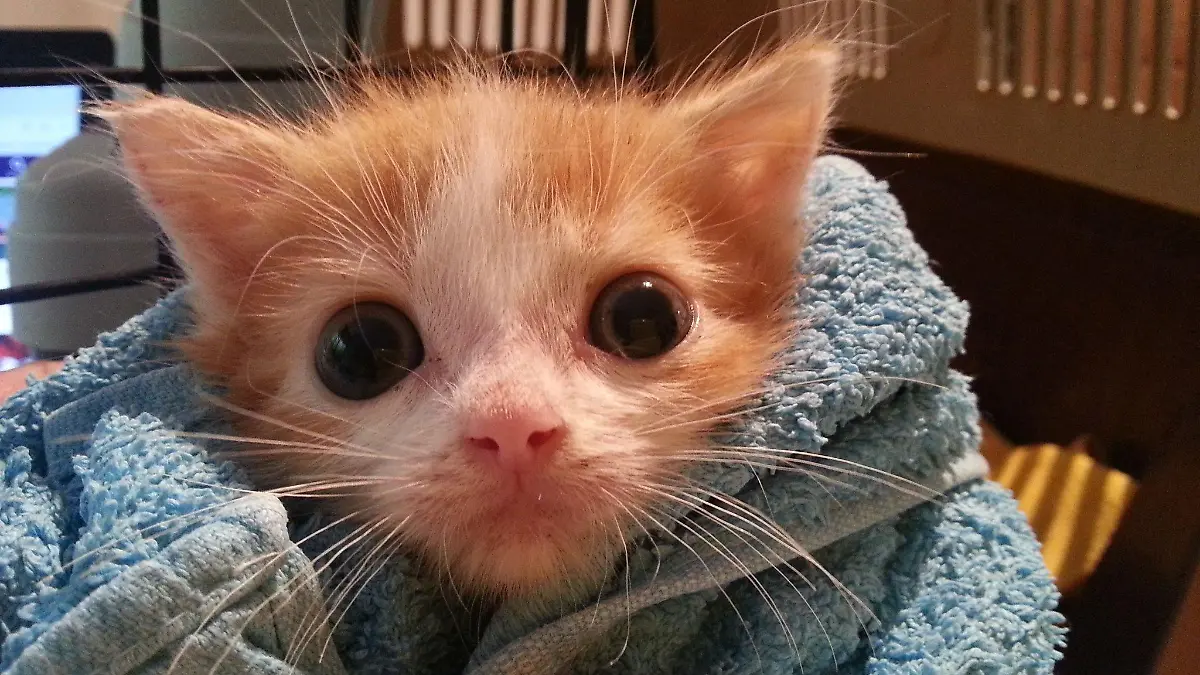 Kater Ringo aus dem Tierheim Bergheim leidet unter Dauer-Durchfall.