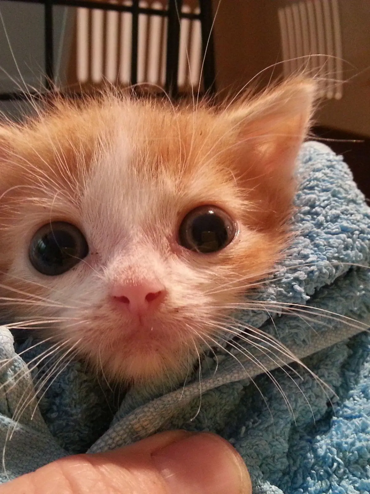 Kater Ringo aus dem Tierheim Bergheim leidet unter Dauer-Durchfall.
