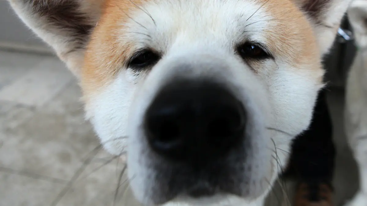 (Sperrfrist 21. Mai 2100) - ARCHIV - Shimori, ein Akita Ino, schnuppert am 14.01.2010 in Nürnberg (Mittelfranken) am Rande einer Pressekonferenz zur Rassehunde-Ausstellung CACIB 2010. Ein internationales Forscherteam hat die Gene von fast 1400 Hunden aus 35 Rassen untersucht und festgestellt: Uralte Rassen wie der Akita oder der Chinesische Shar-Pei ähneln genetisch nicht stärker den ersten domestizierten Hunden als andere Hunde. Foto: Daniel Karmann dpa (zu dpa: Studie: Auch uralte Hunderassen sind genetische Mischlinge)  +++(c) dpa - Bildfunk+++
