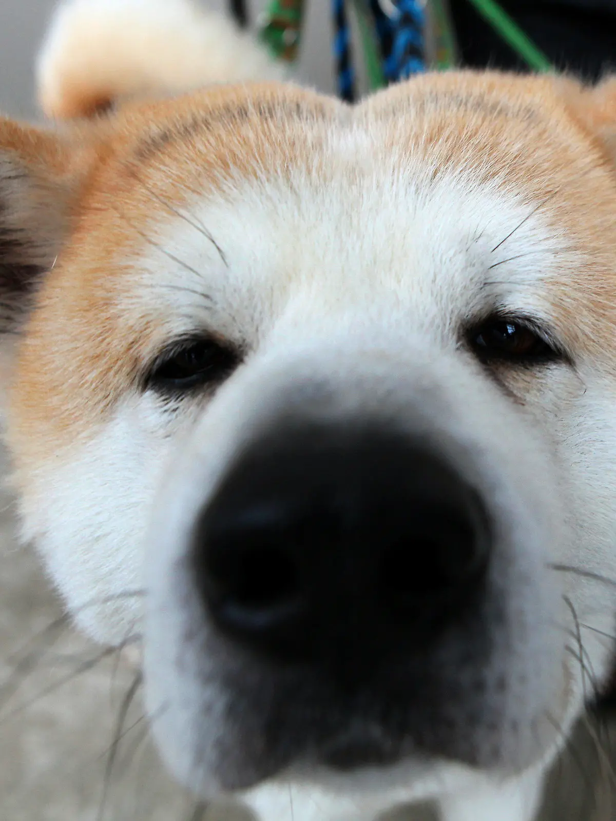 (Sperrfrist 21. Mai 2100) - ARCHIV - Shimori, ein Akita Ino, schnuppert am 14.01.2010 in Nürnberg (Mittelfranken) am Rande einer Pressekonferenz zur Rassehunde-Ausstellung CACIB 2010. Ein internationales Forscherteam hat die Gene von fast 1400 Hunden aus 35 Rassen untersucht und festgestellt: Uralte Rassen wie der Akita oder der Chinesische Shar-Pei ähneln genetisch nicht stärker den ersten domestizierten Hunden als andere Hunde. Foto: Daniel Karmann dpa (zu dpa: Studie: Auch uralte Hunderassen sind genetische Mischlinge)  +++(c) dpa - Bildfunk+++