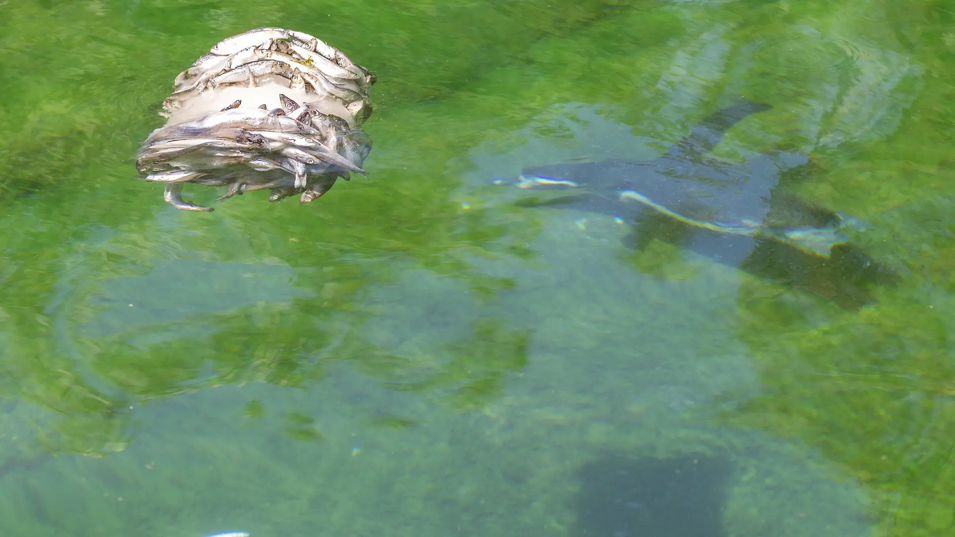 17.06.2022, Hessen, Frankfurt/Main: Ein Pinguin nährt sich an einer ·Eisbombe· mit gefrorenem Fisch. Während der Sommerhitze freuen sich die Tiere des Frankfurter Zoos über jede Abkühlung. Foto: Hannes P. Albert/dpa +++ dpa-Bildfunk +++