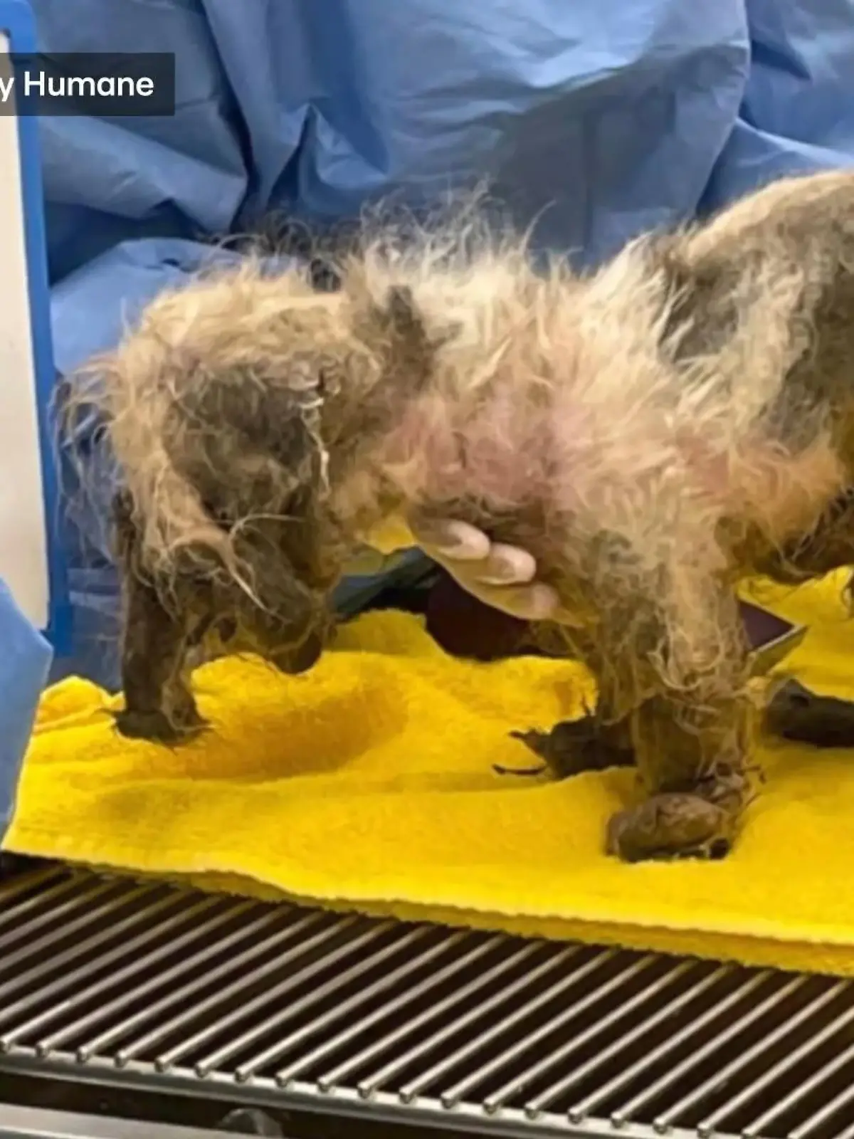 Verwundet und abgemagert wurde diese kleine Shih Tzu Hündin über den Zaun eines Tierheims in Florida geworfen. Dem Tod ist sie gerade so von der Schippe gesprungen.