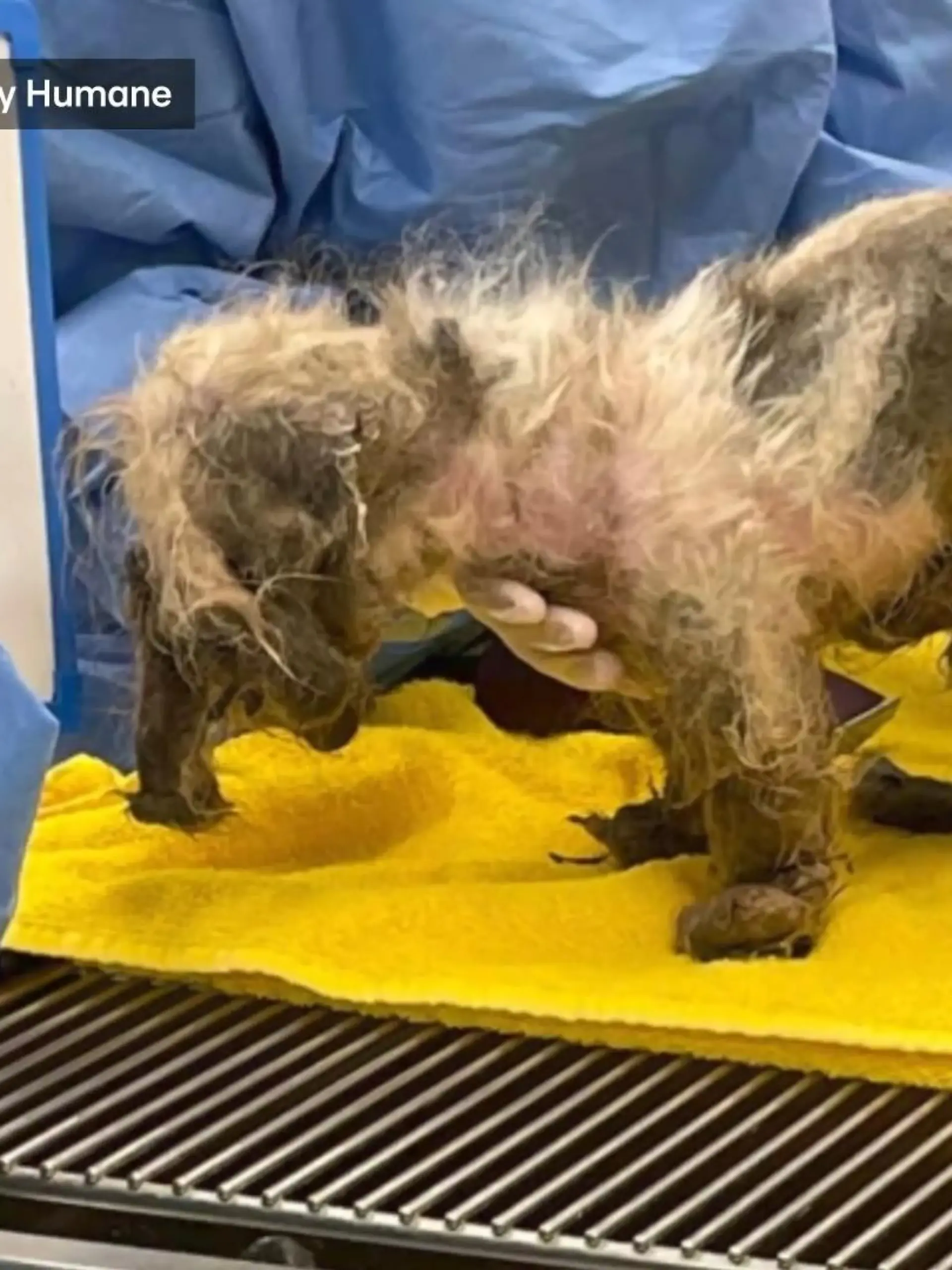 Verwundet und abgemagert wurde diese kleine Shih Tzu Hündin über den Zaun eines Tierheims in Florida geworfen. Dem Tod ist sie gerade so von der Schippe gesprungen.