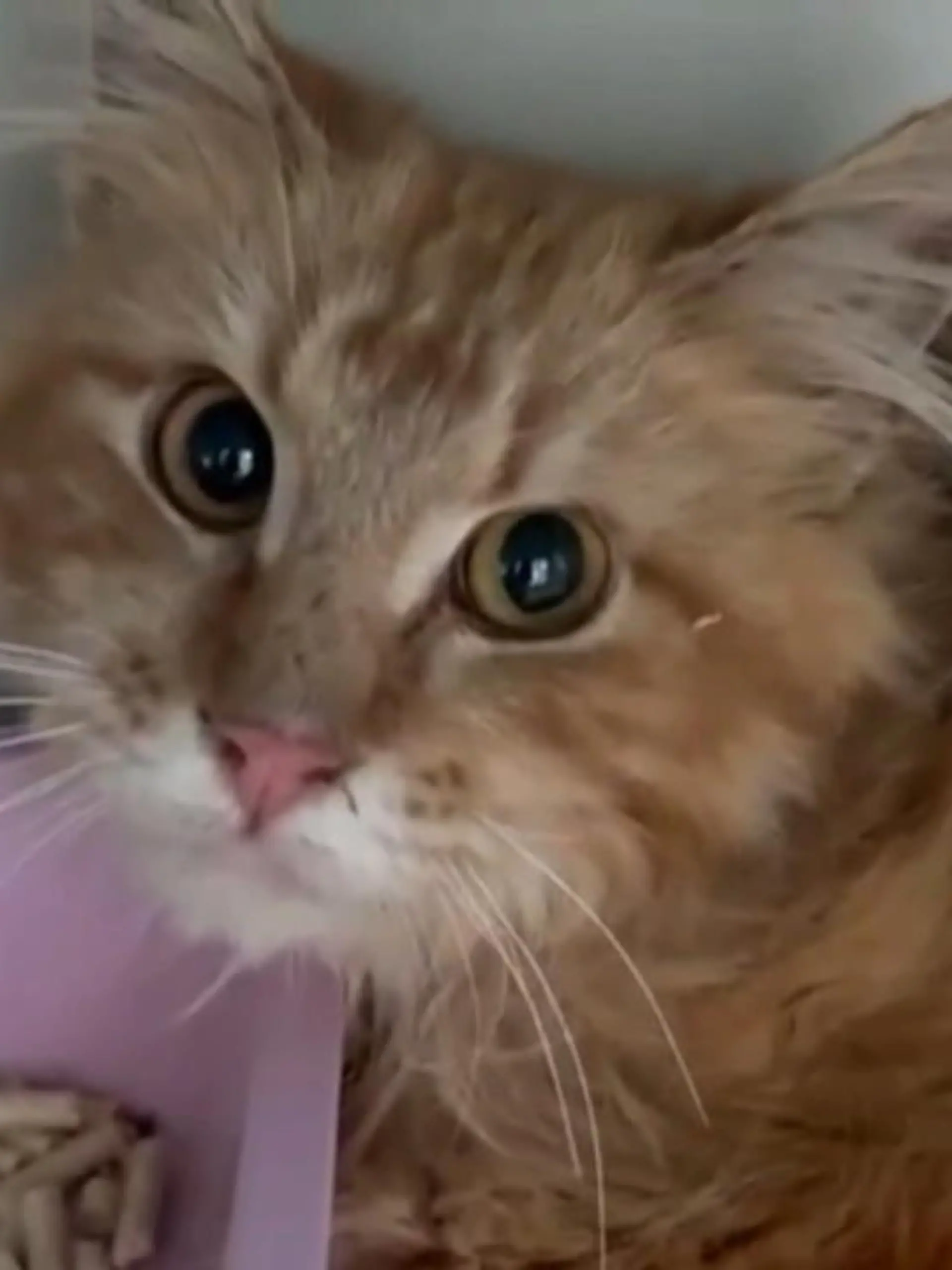 Sie sehen so unschuldig und niedlich aus. Doch diese Katzen haben aus purer Verzweiflung ihre eigene Besitzerin halb aufgefressen. Die russische Züchterin war zusammengebrochen, lag zwei Wochen tot in ihrer Wohnung. Irgendwann ging den Katzen wohl das Essen aus und sie griffen zu… Eine schaurige Geschichte, aber hier hat sich wohl der Überlebenstrieb durchgesetzt.