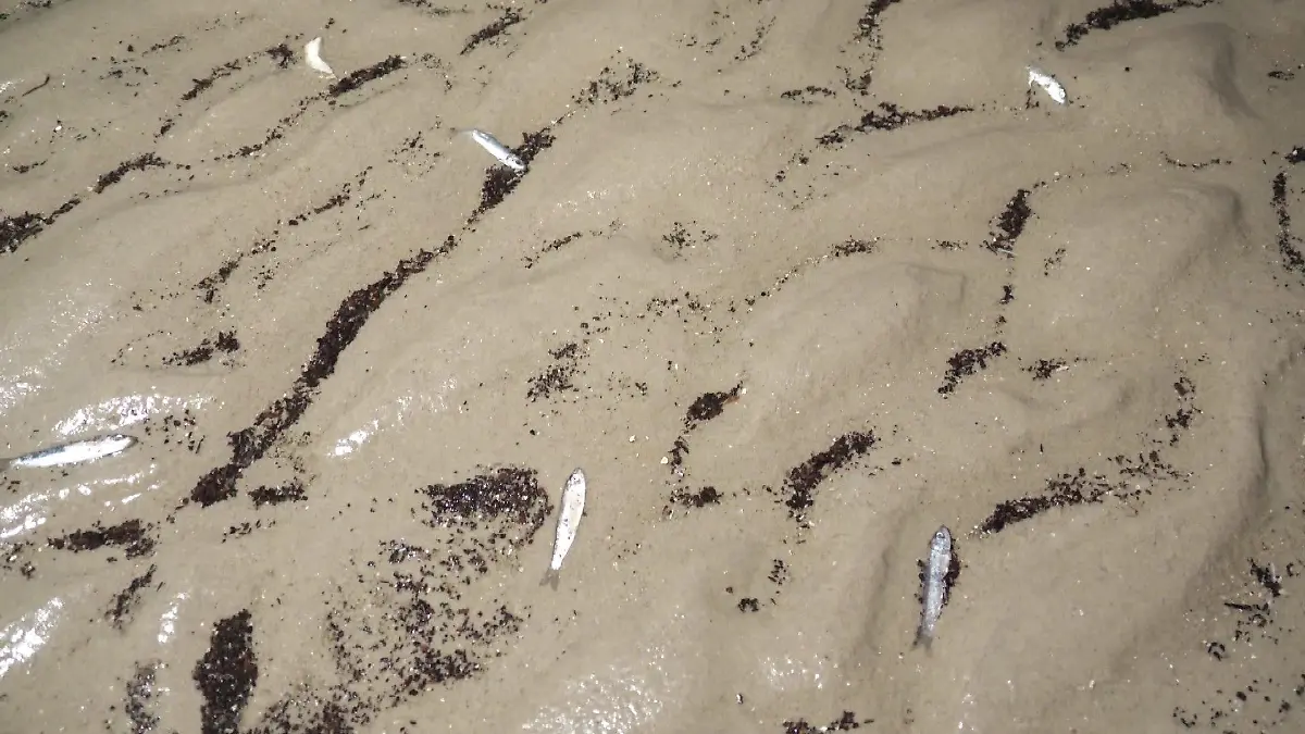 Das mysteriöse und sich immer wiederholende Fischsterben beschäftigt die Wissenschaftler seit Jahren.