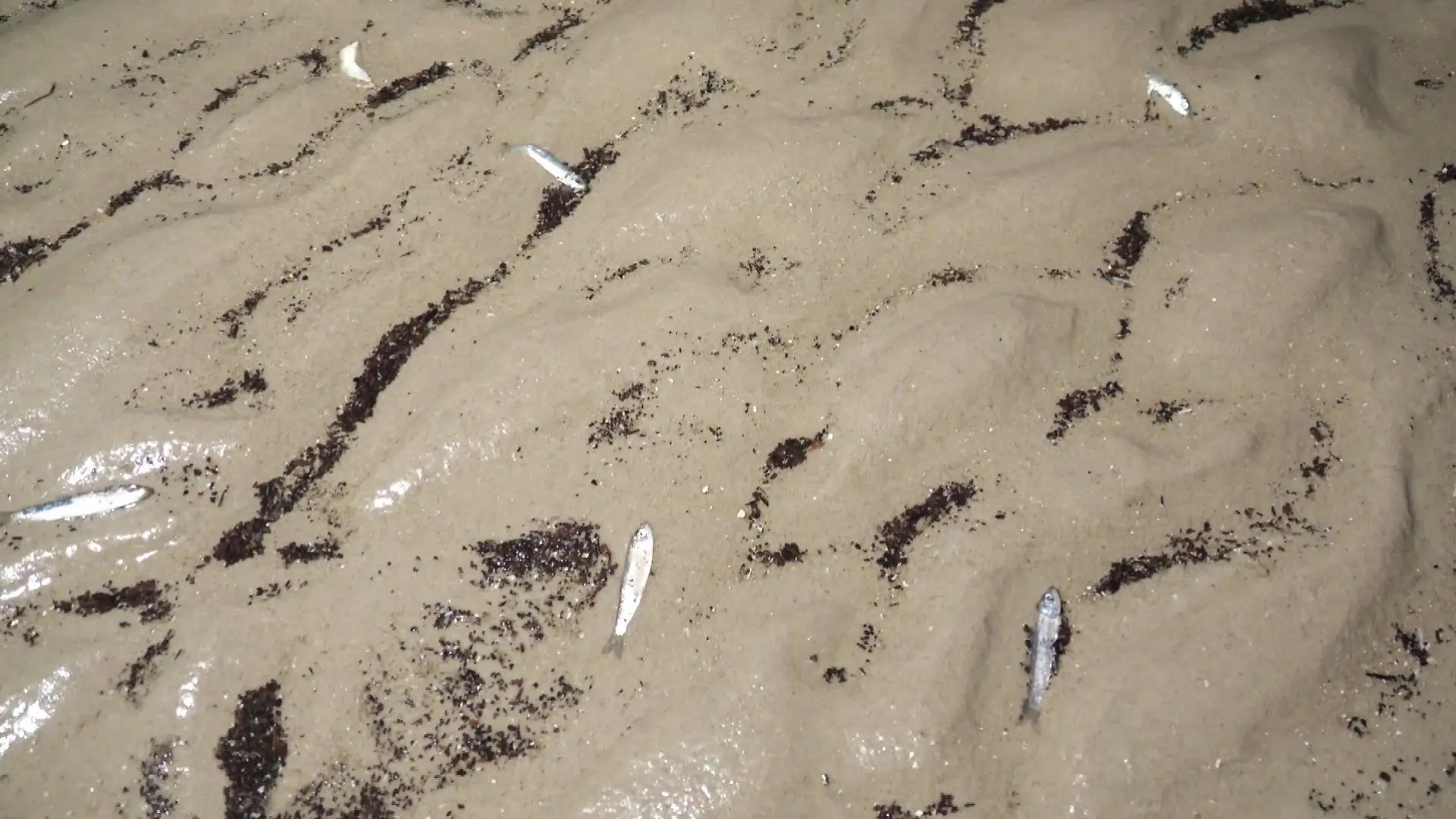 Das mysteriöse und sich immer wiederholende Fischsterben beschäftigt die Wissenschaftler seit Jahren.