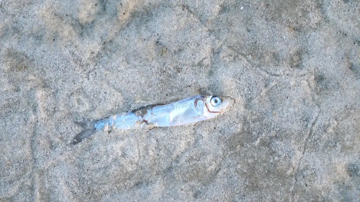 Warum ersticken so viele Tiere?