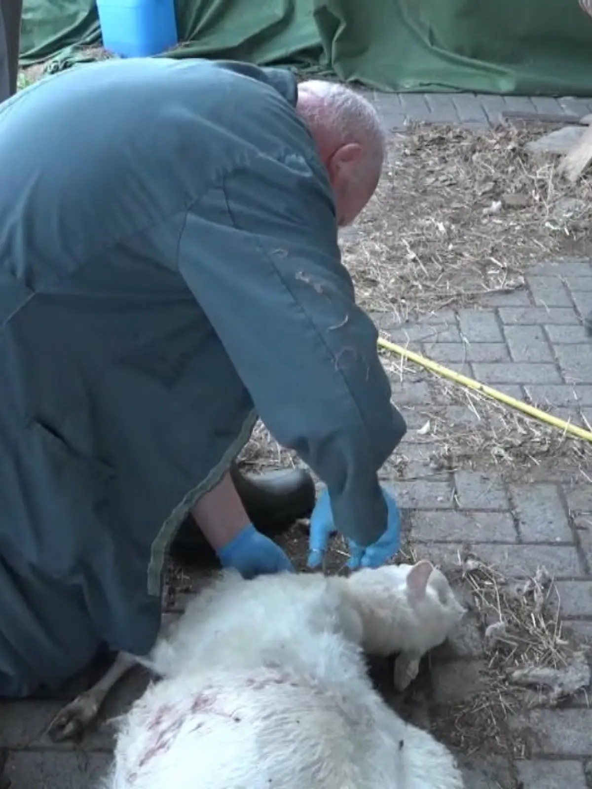 Der knapp 1,70 Meter hohe Stahlzaun ist 60 Zentimeter tief eingegraben und oben mit Strom mit einer Spannung von 10.000 Volt und einem Stacheldraht versehen. Trotzdem überwindet mutmaßlich ein Wolf den Zaun von Biobauer Karsten Bode und greift seine Schafherde an. Damit wäre das bereits der zweite Wolfsangriff innerhalb von drei Wochen in Schwanewede im Landkreis Osterholz-Scharmbeck.
Wie es am Tag nach dem Angriff auf dem Hof aussieht, sehen Sie im Video.