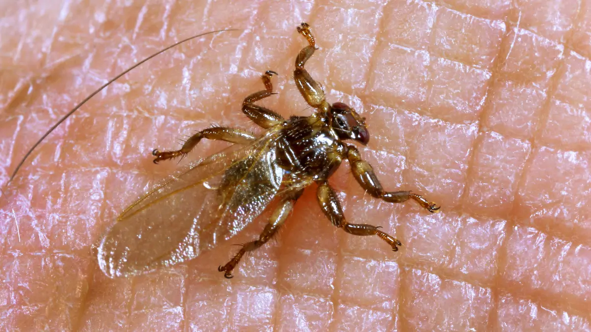 Hirschlausfliege, Hirschlaus-Fliege, Hirschlaus, Hirsch-Laus (Lipoptena cervi, Pediculus cervi), Lausfliege beim Stechen in menschliche Haut, Aufsicht, Deutschland | deer ked, deer fly (Lipoptena cervi, Pediculus cervi), deer fly stinging into human skin, view from above, Germany
