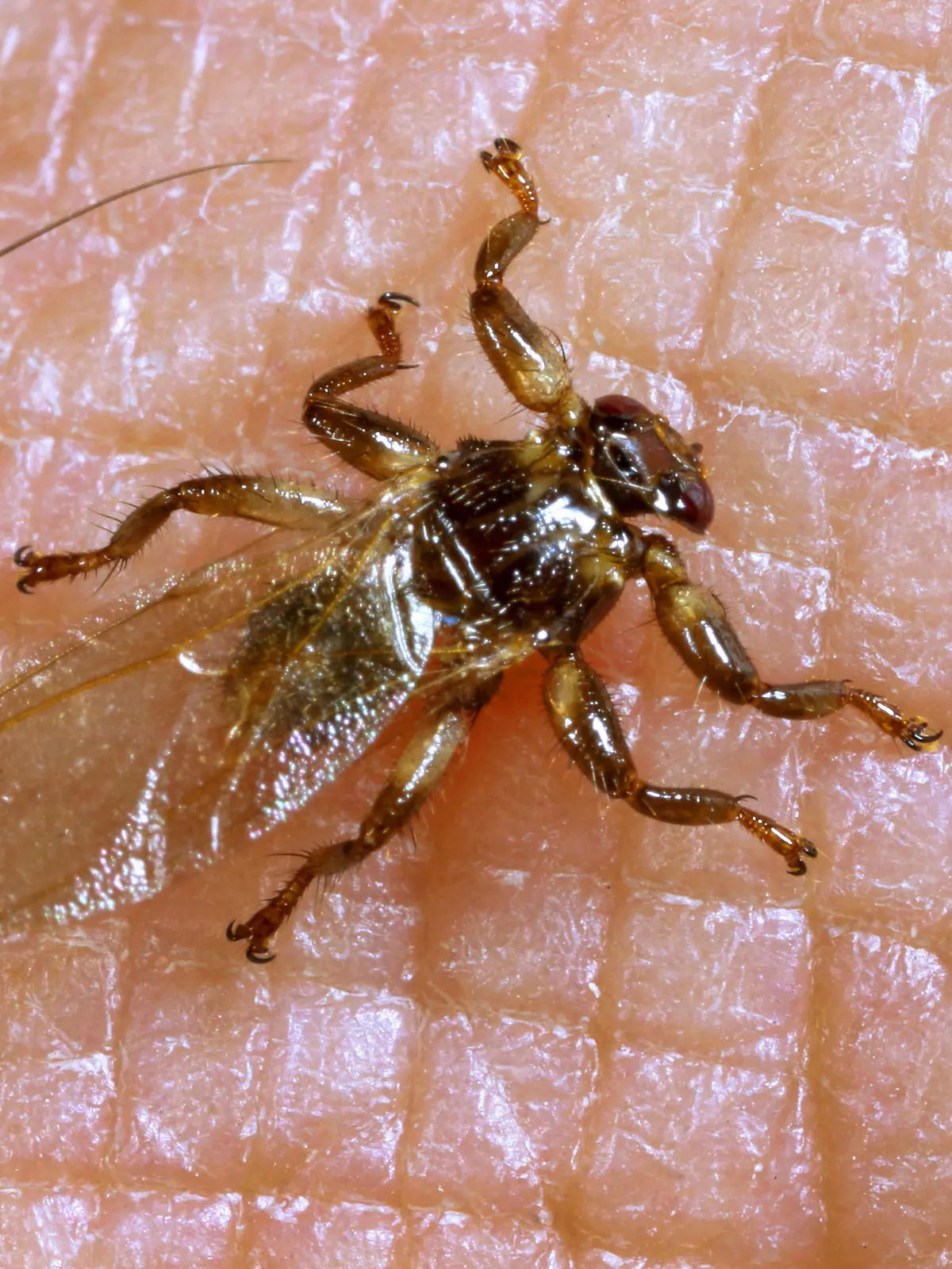Hirschlausfliege, Hirschlaus-Fliege, Hirschlaus, Hirsch-Laus (Lipoptena cervi, Pediculus cervi), Lausfliege beim Stechen in menschliche Haut, Aufsicht, Deutschland | deer ked, deer fly (Lipoptena cervi, Pediculus cervi), deer fly stinging into human skin, view from above, Germany