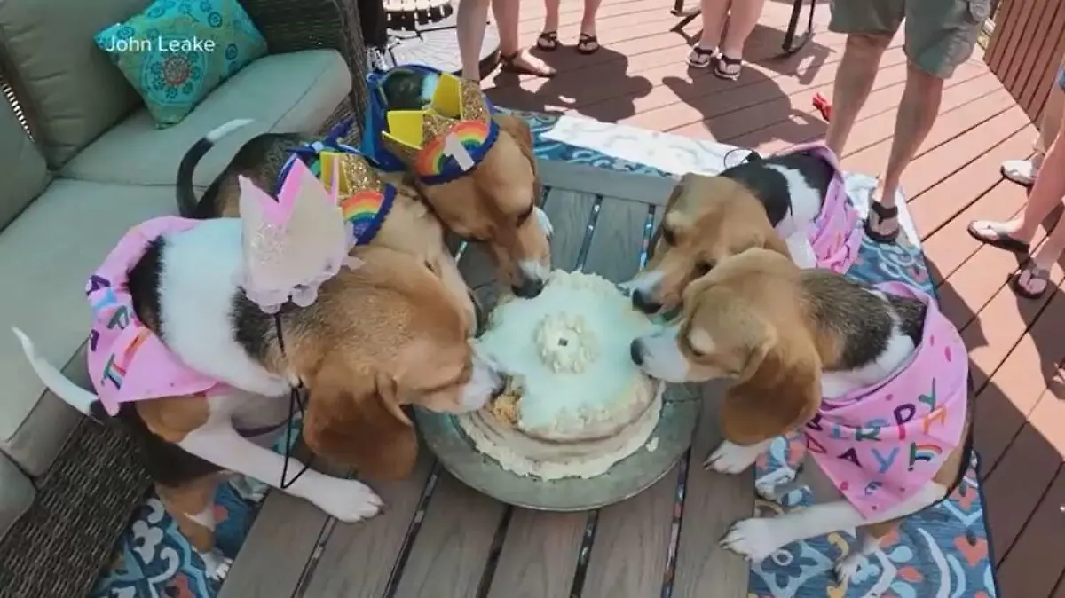 USA: Diese Beagle sind dem Tod von der Schippe gesprungen und feiern ihren zweiten Geburtstag.