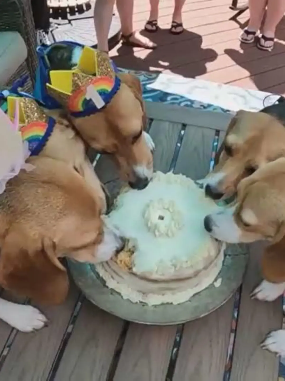 USA: Diese Beagle sind dem Tod von der Schippe gesprungen und feiern ihren zweiten Geburtstag.