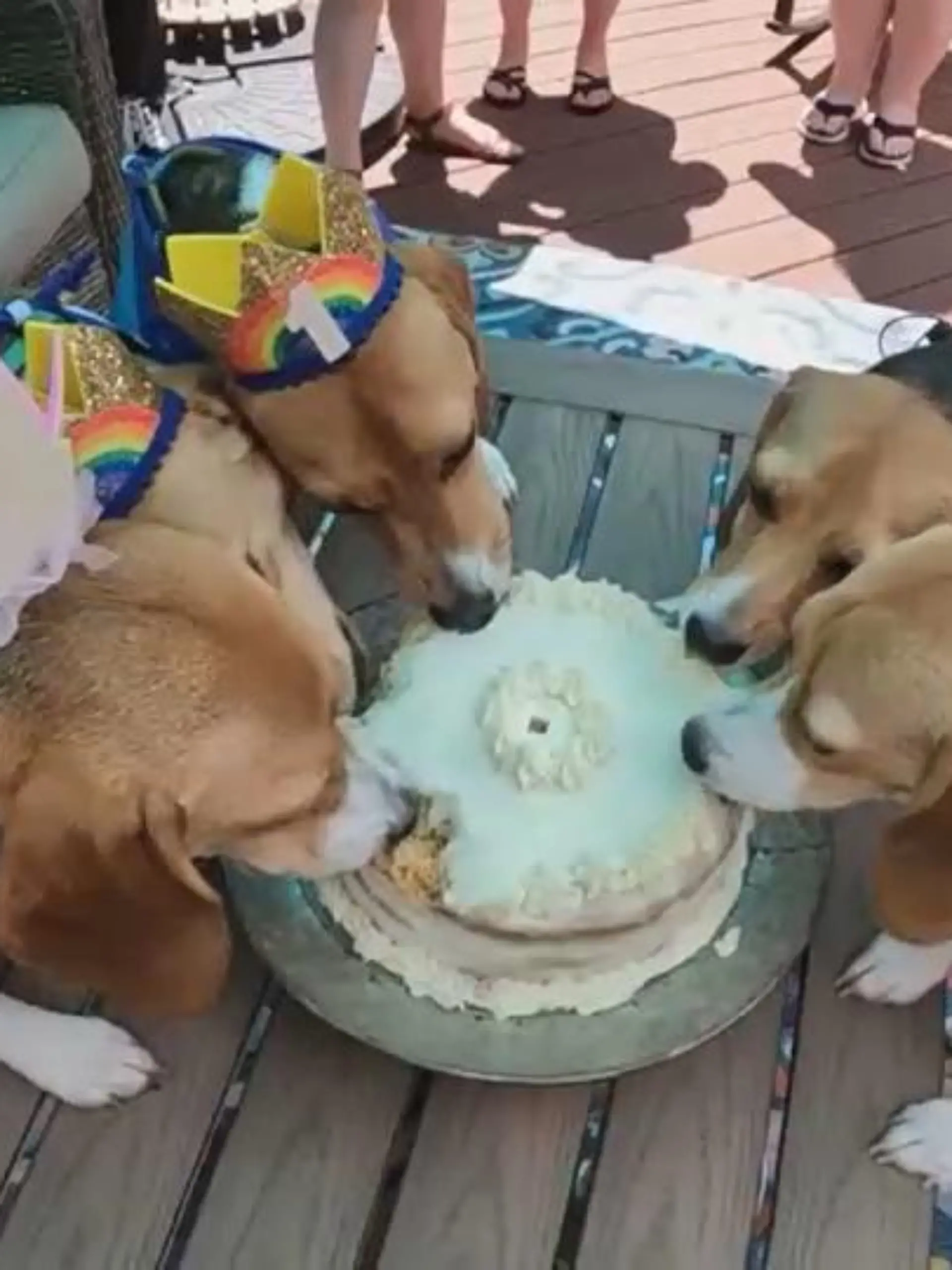 USA: Diese Beagle sind dem Tod von der Schippe gesprungen und feiern ihren zweiten Geburtstag.