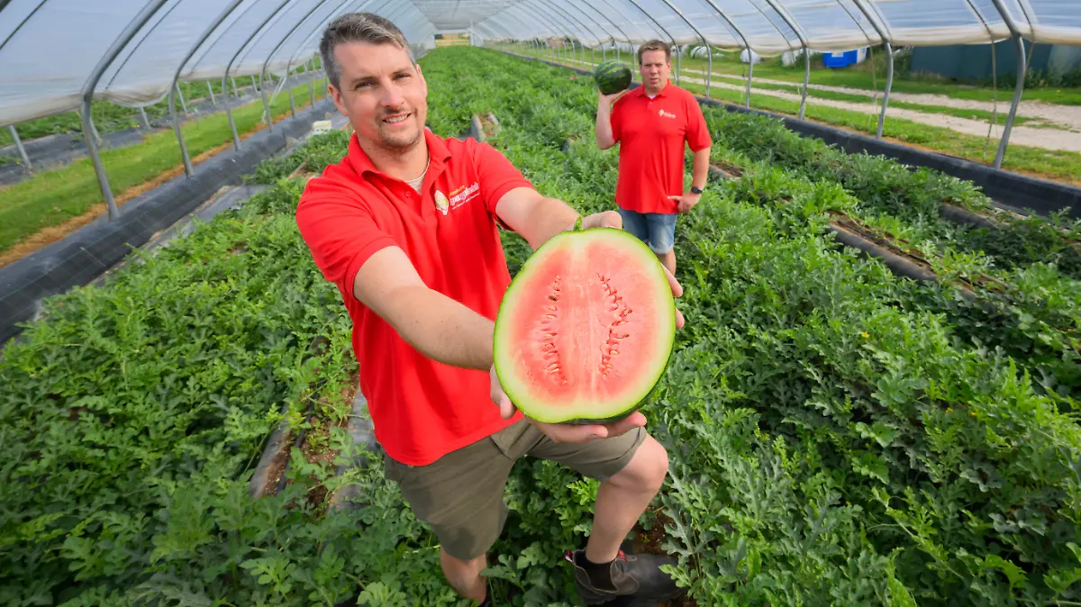 13.07.2023, Niedersachsen, Eickhorst: Paul Schofer (l) und Christian Hansen, Landwirte und Geschäftsführer vom Eickenhofer Spargelreich, stehen in einem Folientunnel zum Anbau vom Wassermelonen auf ihrem Hof im Landkreis Gifhorn. Wassermelonen müssen nicht zwangsläufig aus dem Süden stammen - auch in Niedersachsen werden die Früchte angebaut. Das Eickenhofer Spargelreich im Landkreis Gifhorn versucht sich in dieser Saison zum ersten Mal an den exotischen Früchten. Foto: Julian Stratenschulte/dpa +++ dpa-Bildfunk +++