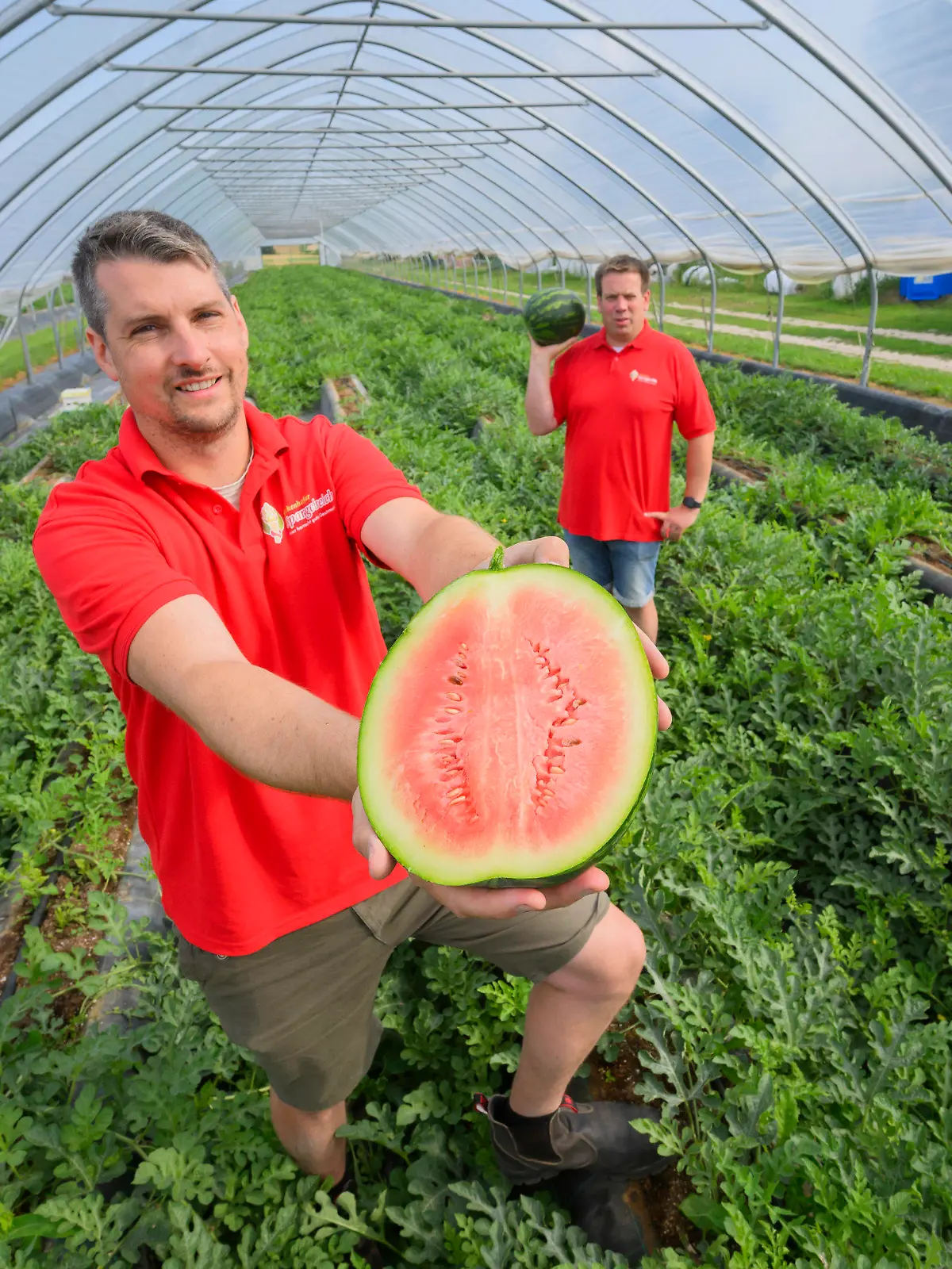 13.07.2023, Niedersachsen, Eickhorst: Paul Schofer (l) und Christian Hansen, Landwirte und Geschäftsführer vom Eickenhofer Spargelreich, stehen in einem Folientunnel zum Anbau vom Wassermelonen auf ihrem Hof im Landkreis Gifhorn. Wassermelonen müssen nicht zwangsläufig aus dem Süden stammen - auch in Niedersachsen werden die Früchte angebaut. Das Eickenhofer Spargelreich im Landkreis Gifhorn versucht sich in dieser Saison zum ersten Mal an den exotischen Früchten. Foto: Julian Stratenschulte/dpa +++ dpa-Bildfunk +++